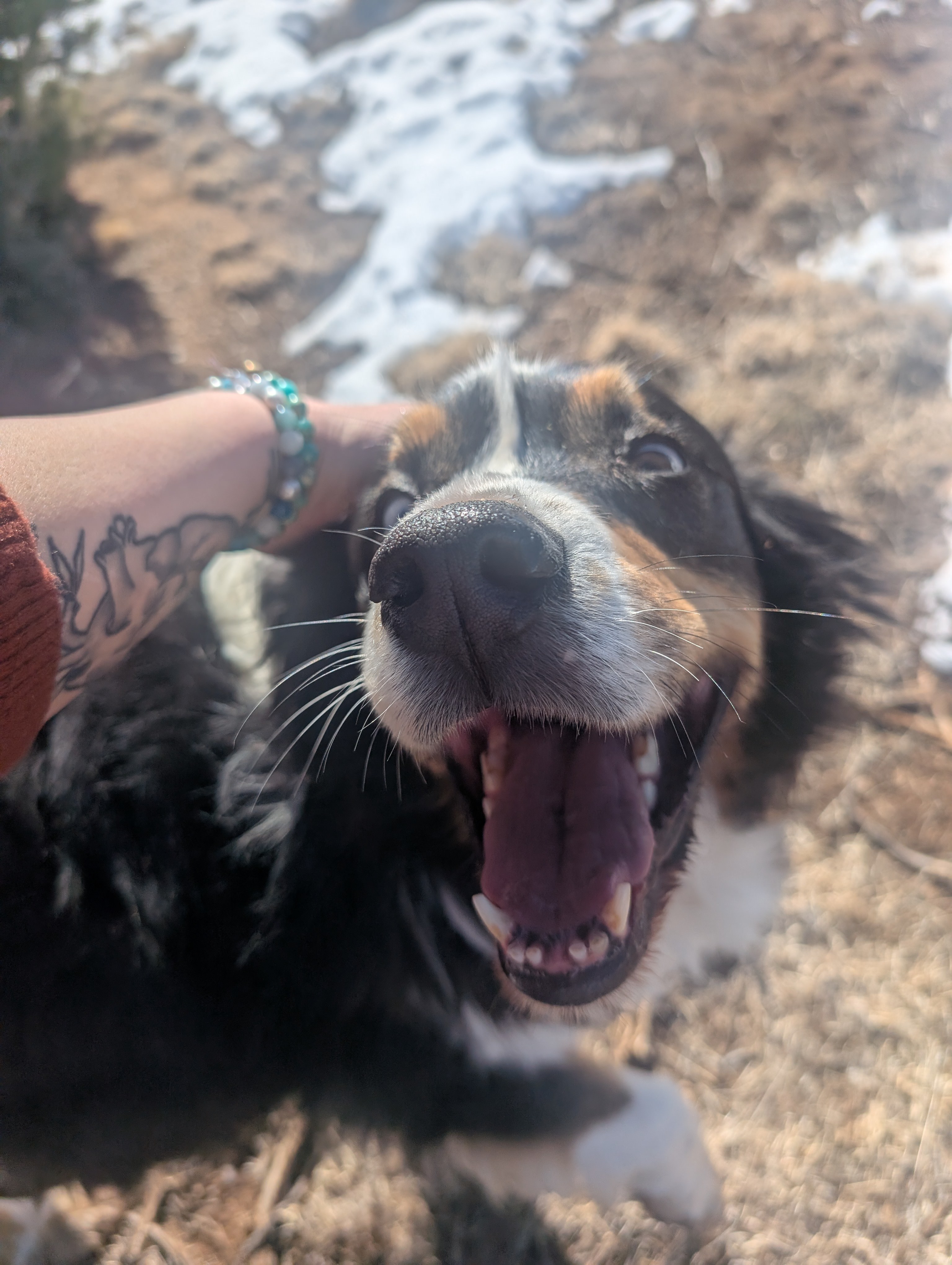 Glamping RV on Llama Rescue Ranch