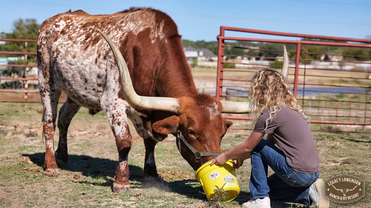 Legacy Longhorn Ranch and RV