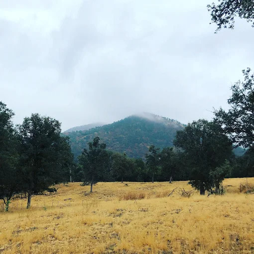 Camp ikigai Animal Sanctuary 501c3