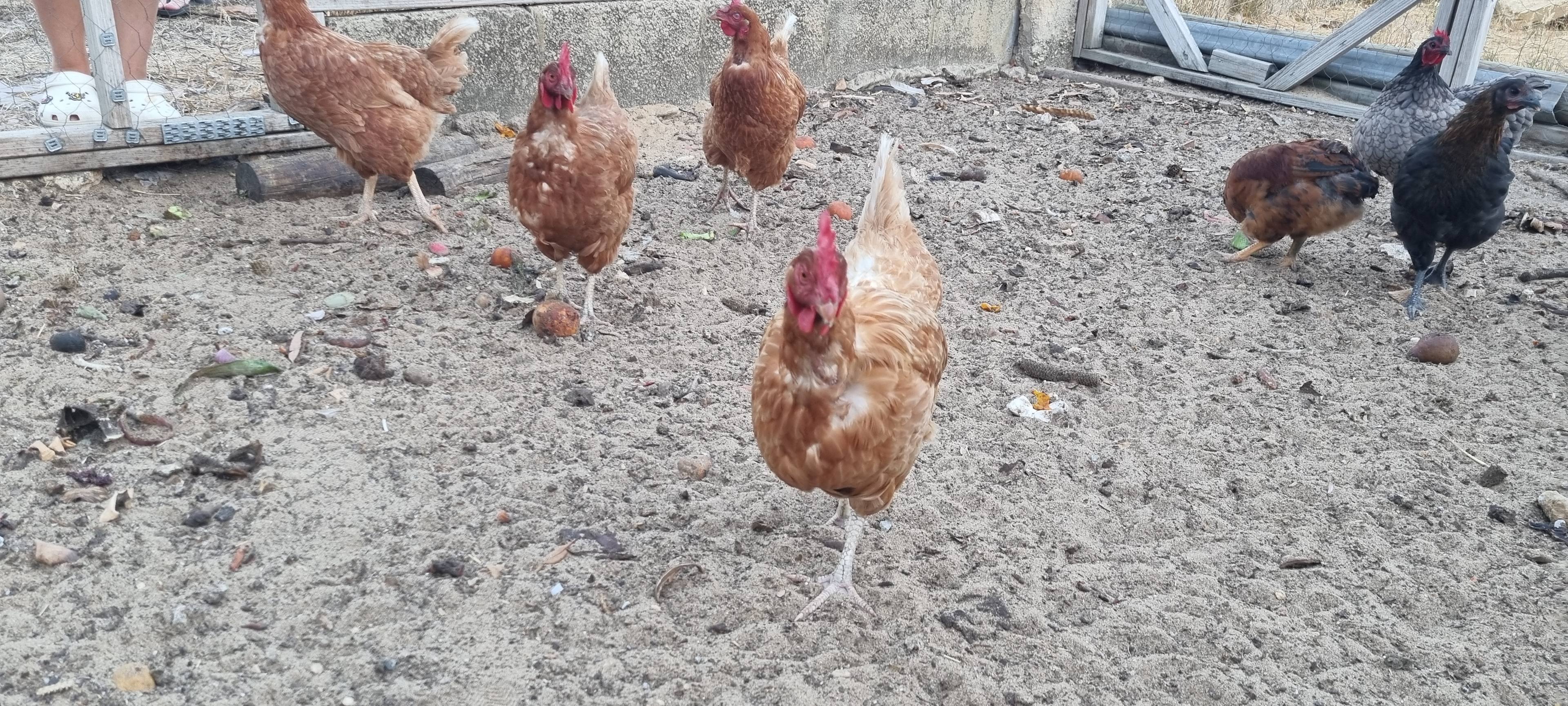 Paws & Feathers Farm