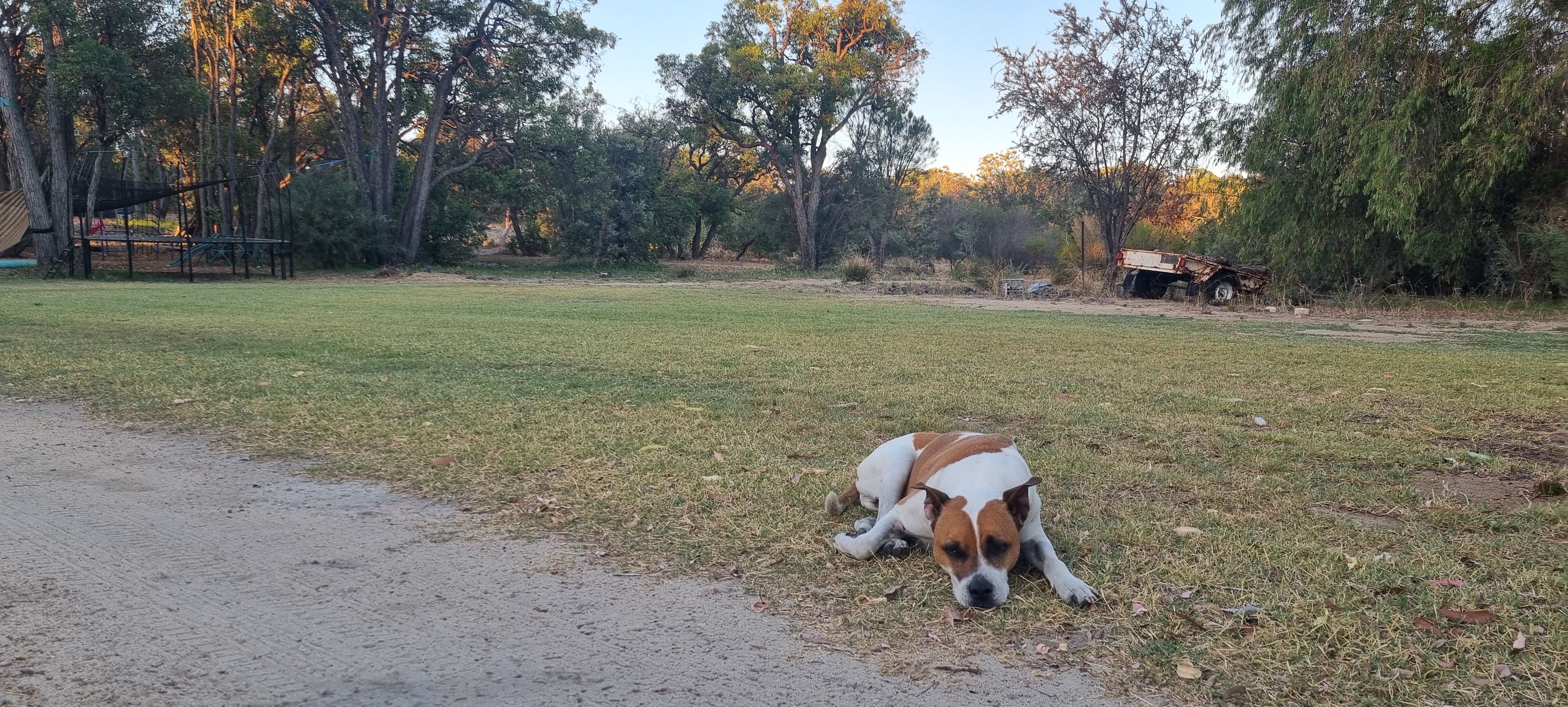 Paws & Feathers Farm