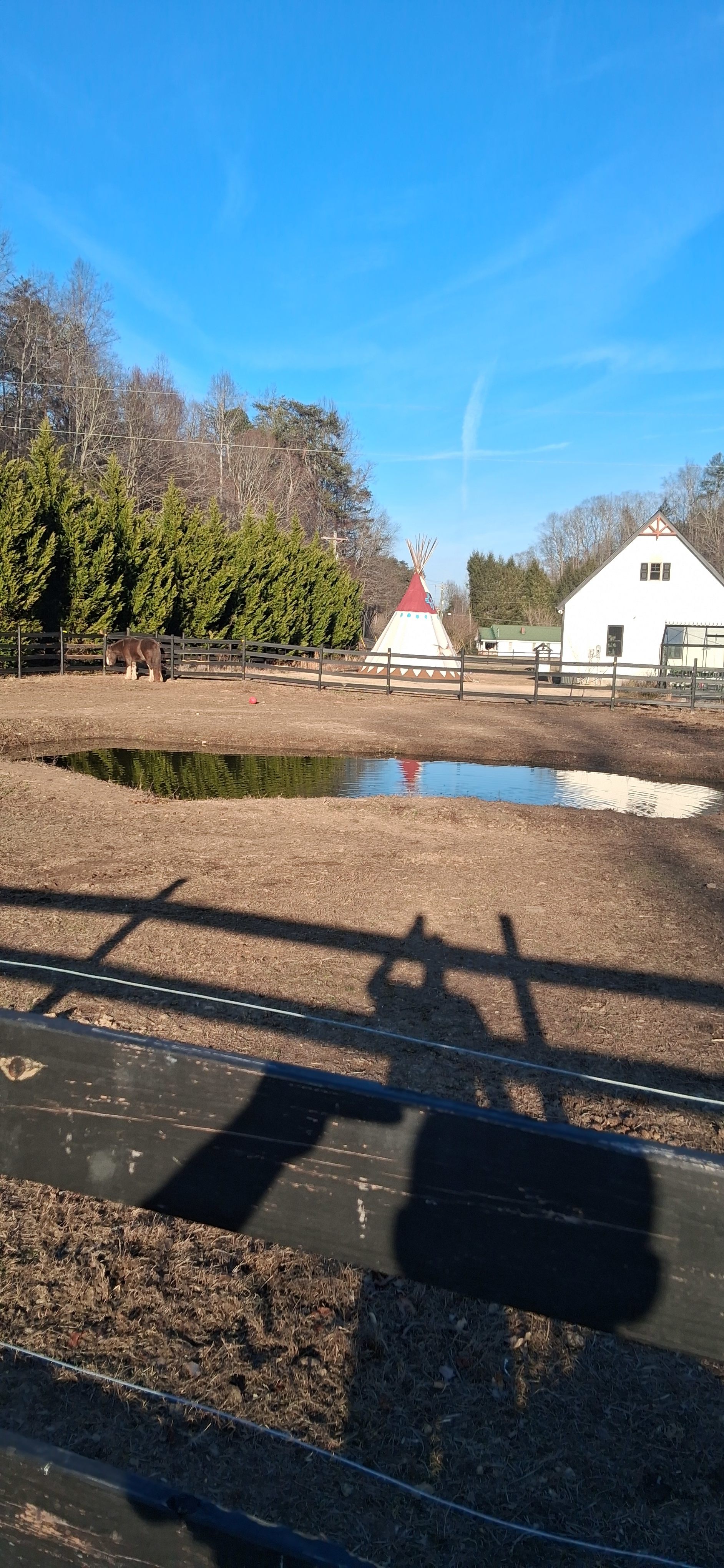 Native Gypsy Vanners Camping