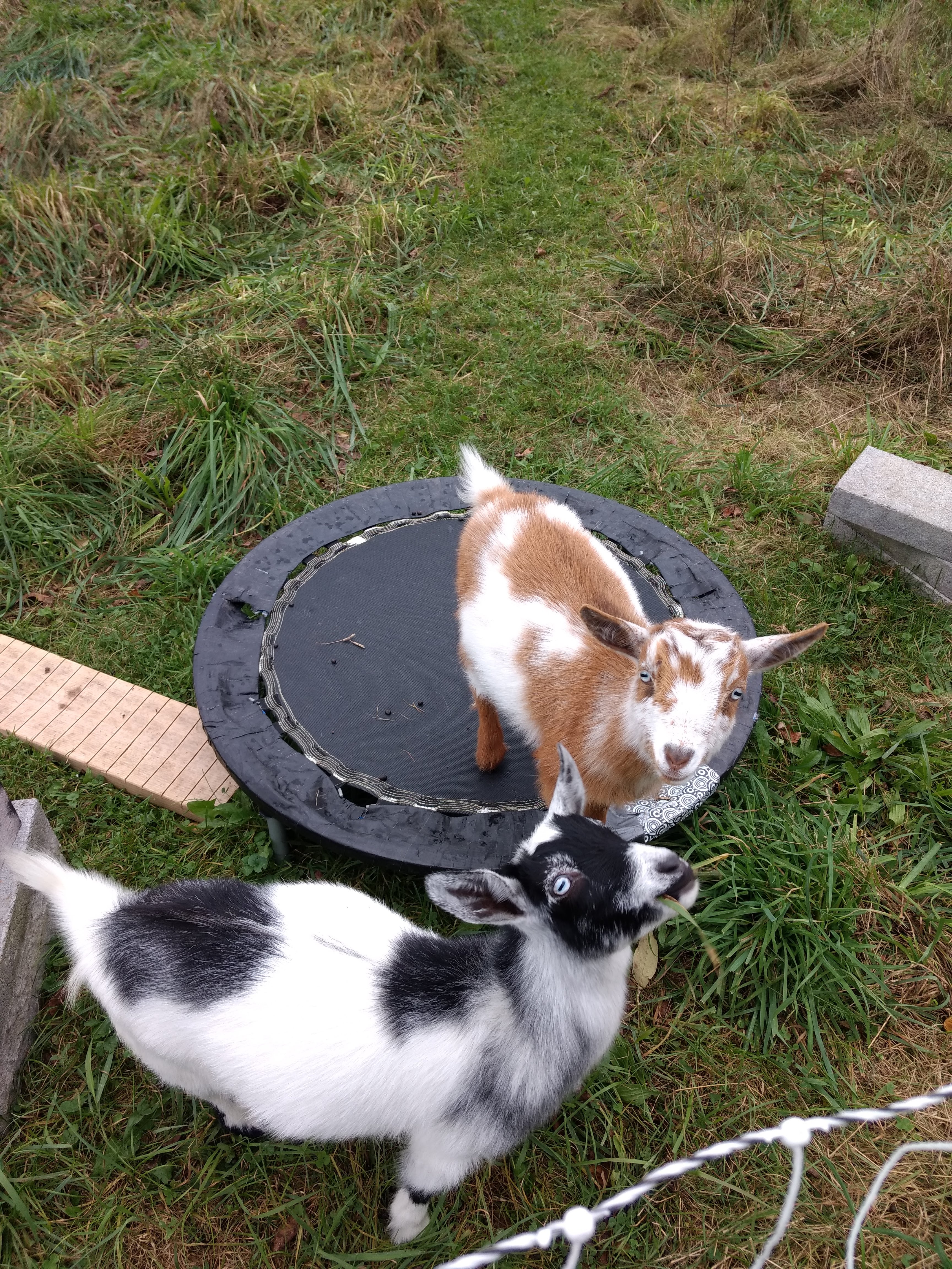 Luminosity homestead