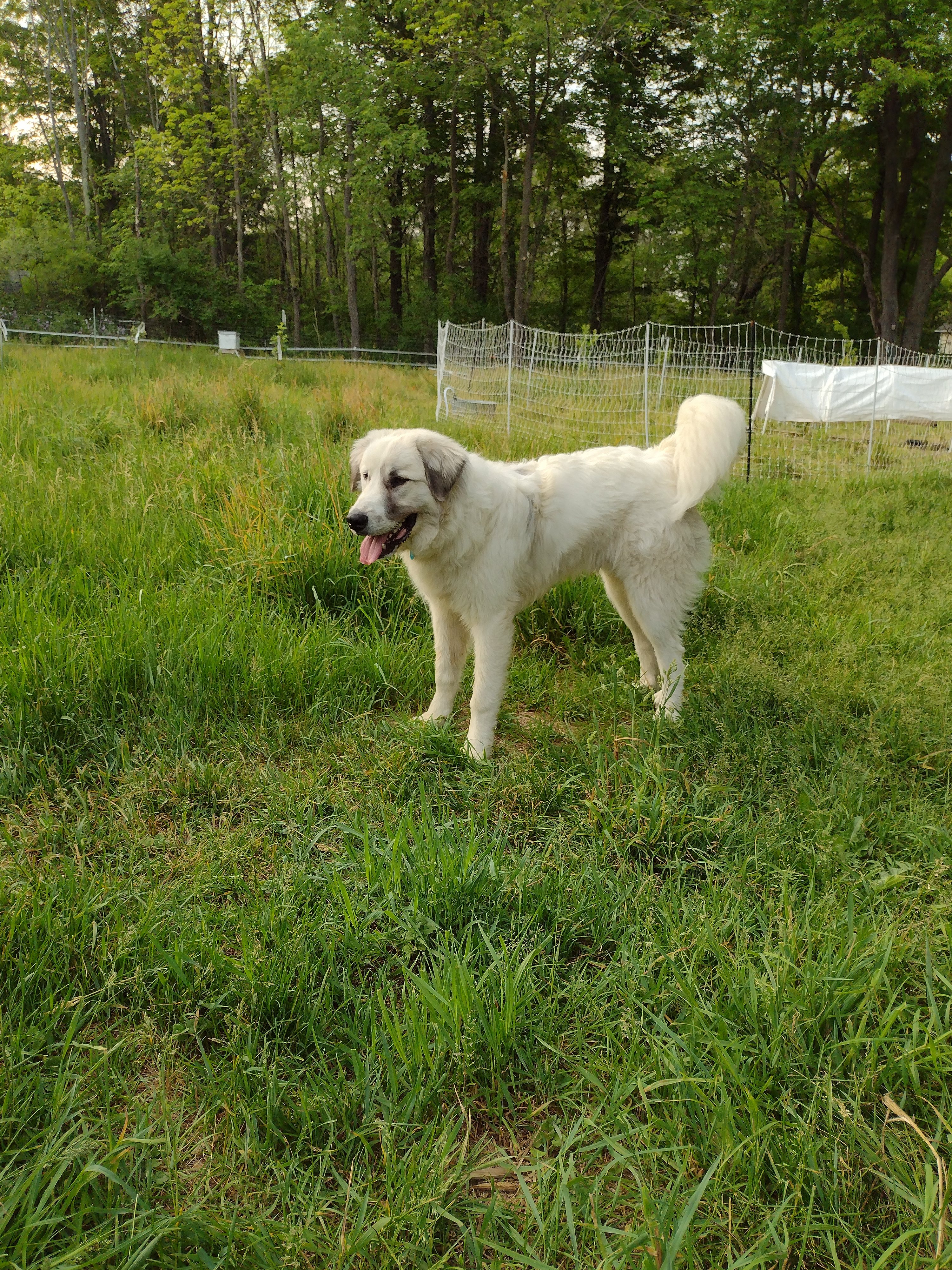 Luminosity homestead