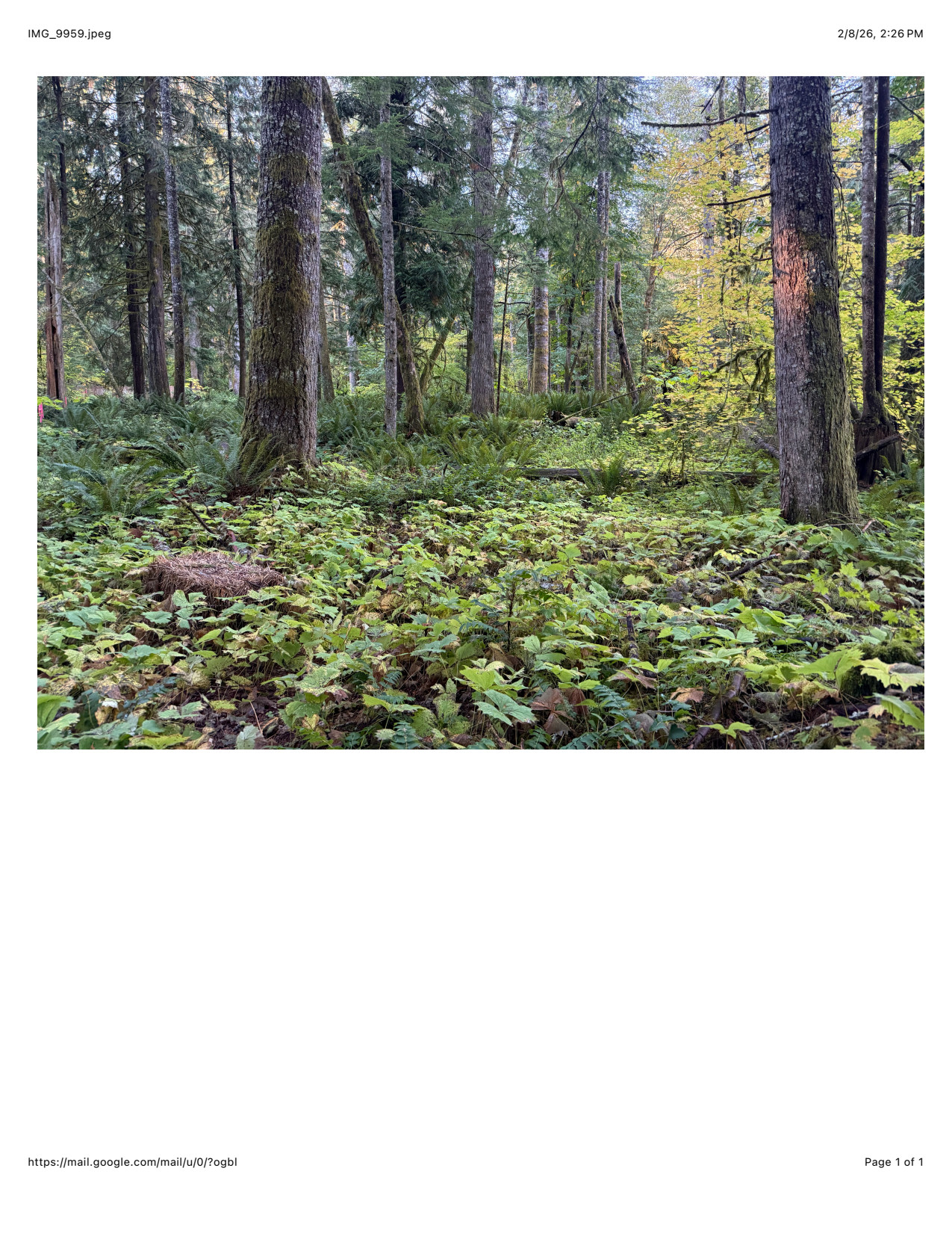 Camp Lois @ the Gate of Mt. Rainier