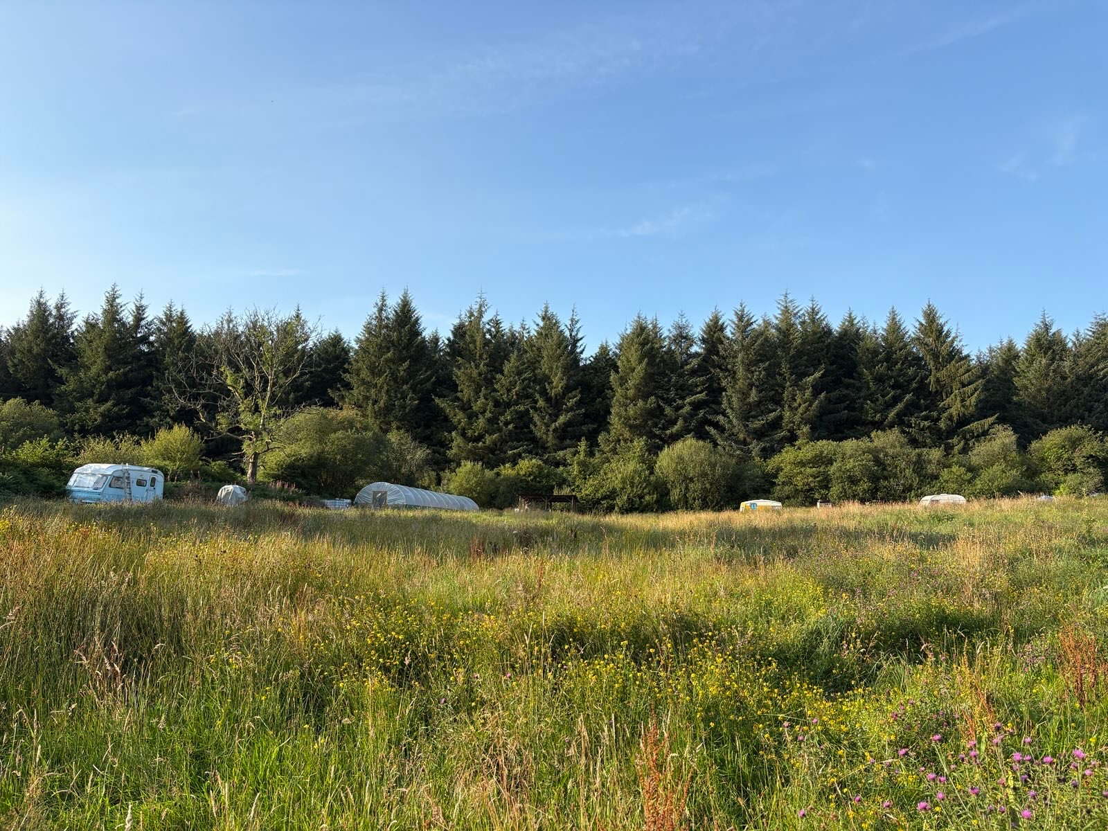 Valley of the Cool Trees