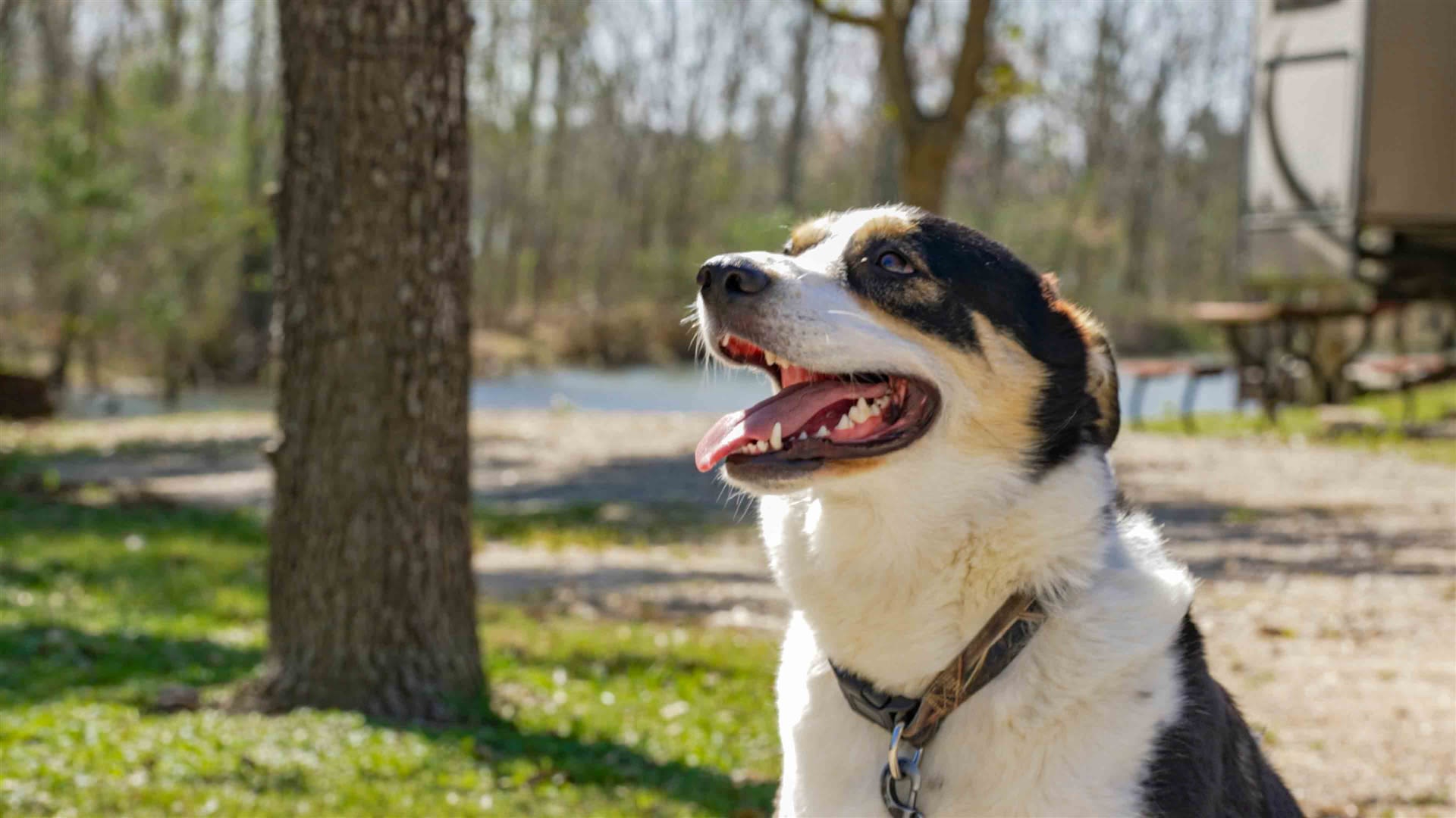 Lake Conroe RV Campground