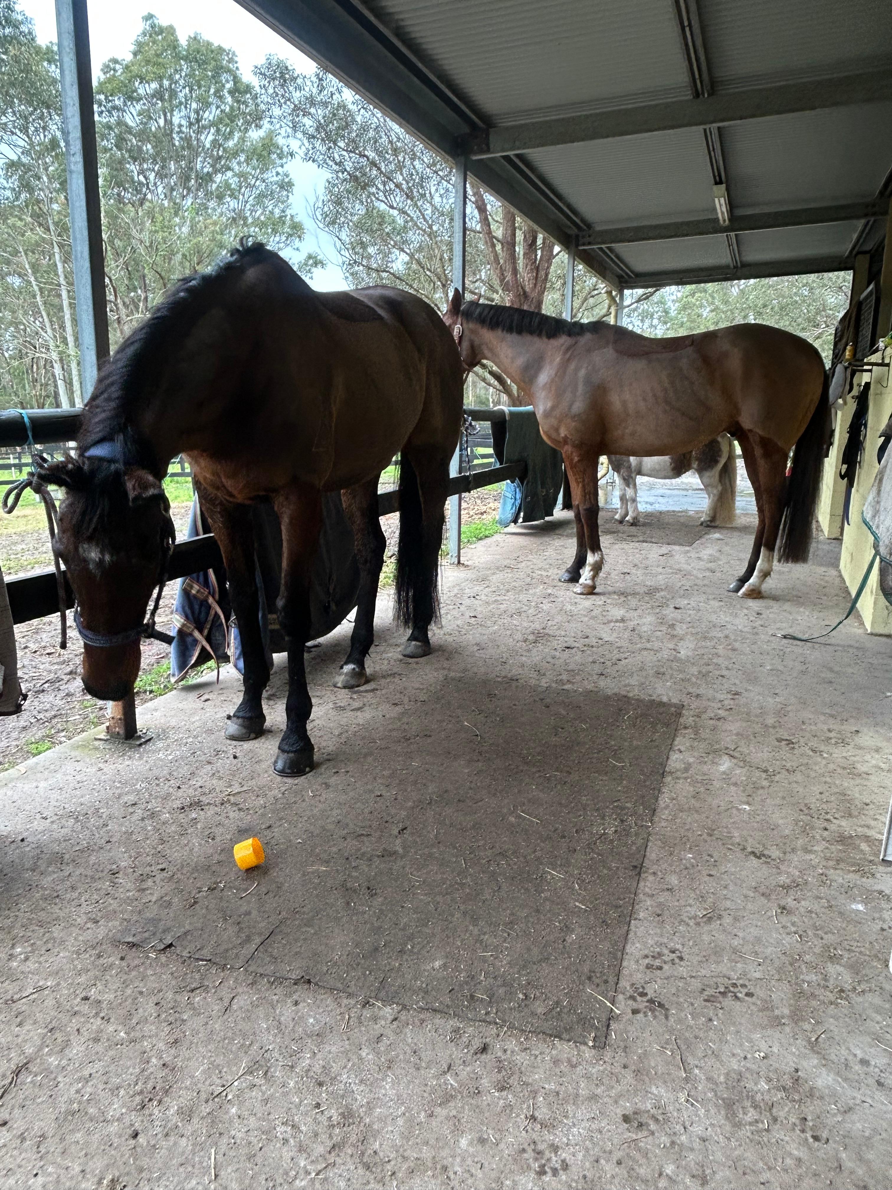 Conroy's Camp Corner