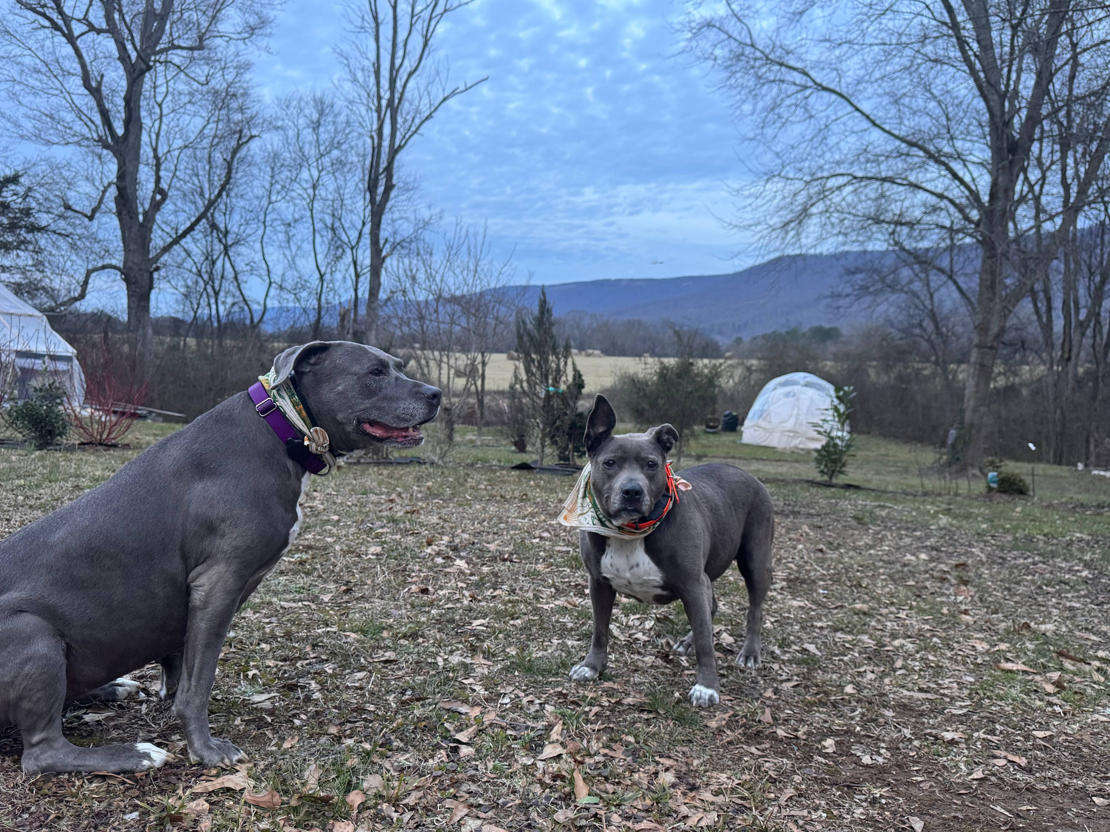 View in the backyard to the fields