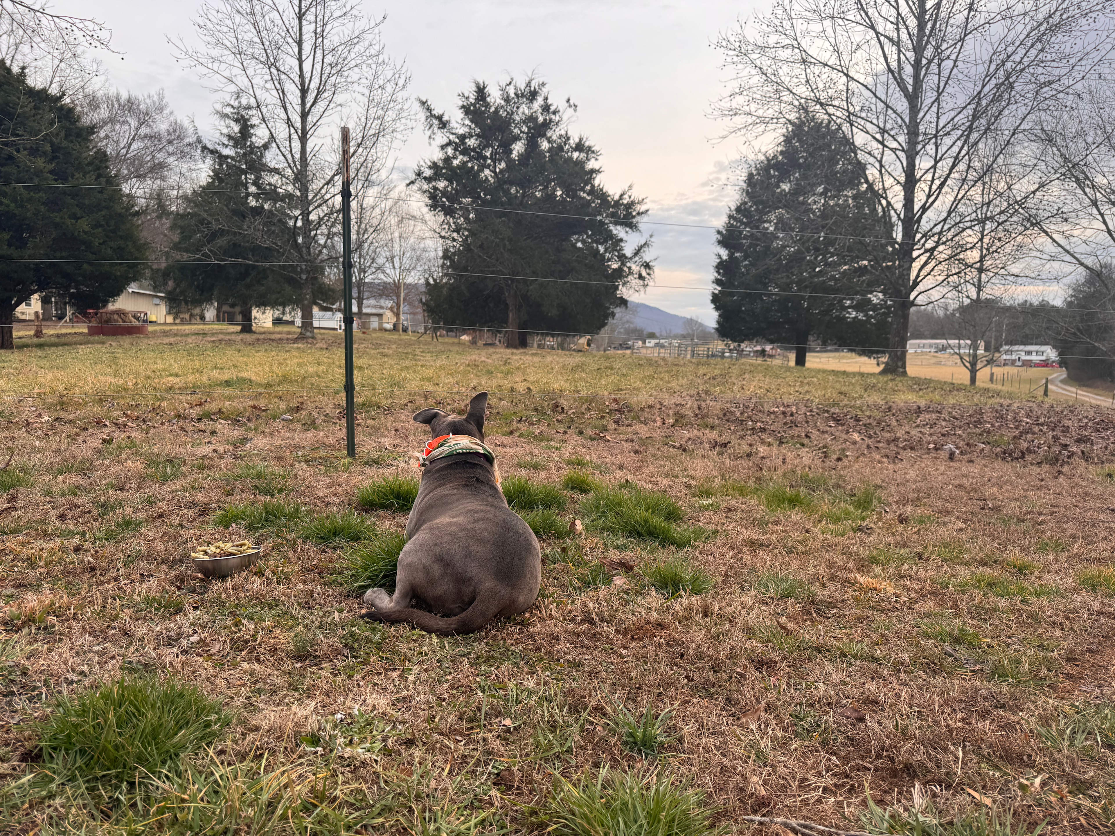 View of front yard to the cow pasture