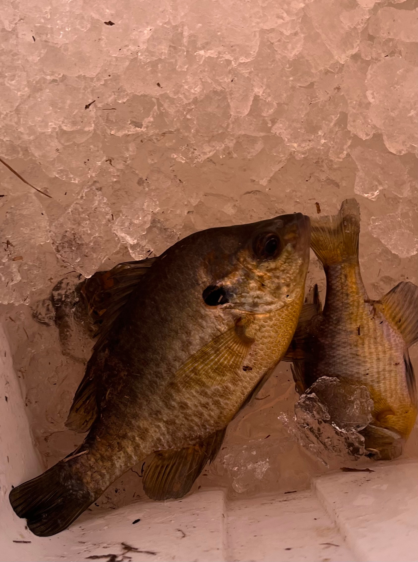 PYRAprotocol.com  Camping the Amite