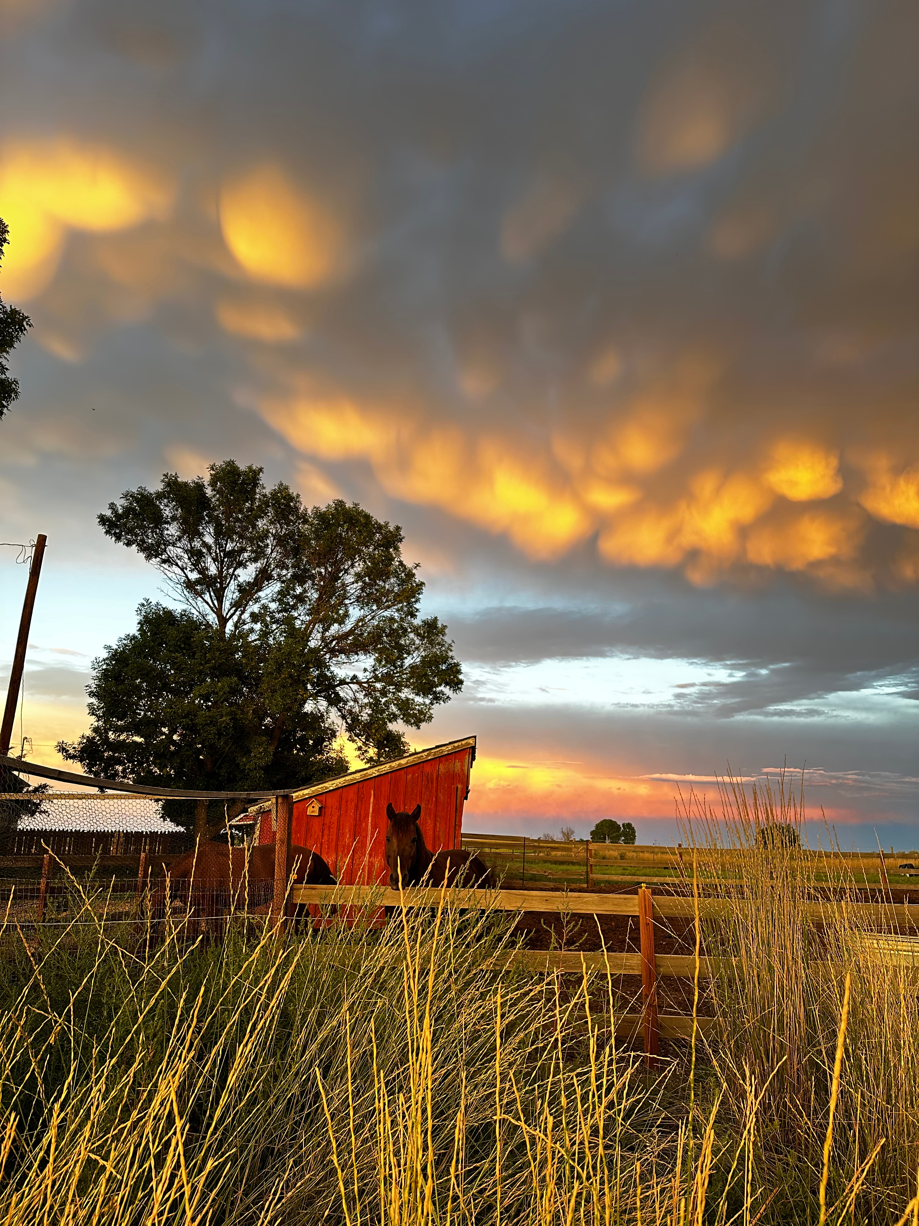 Harmon Farms—The Good Life