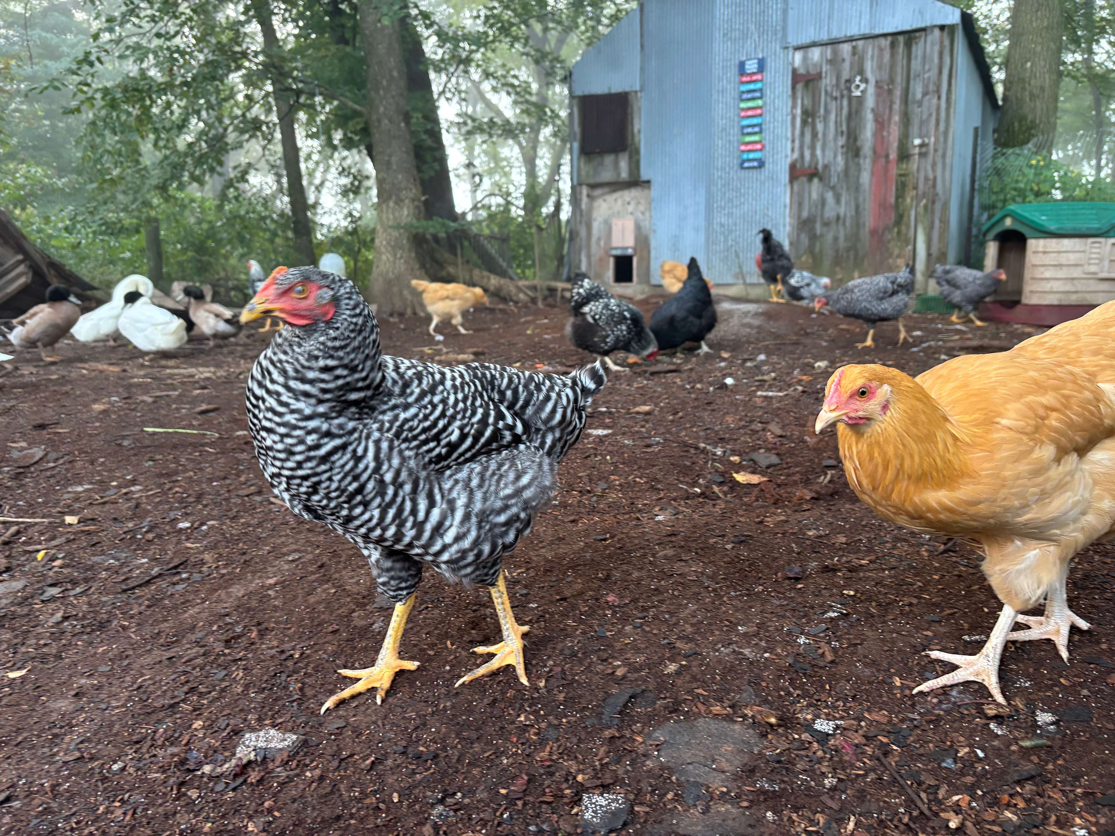 Meet the gang! We have chickens and ducks who roam freely in the coop area!