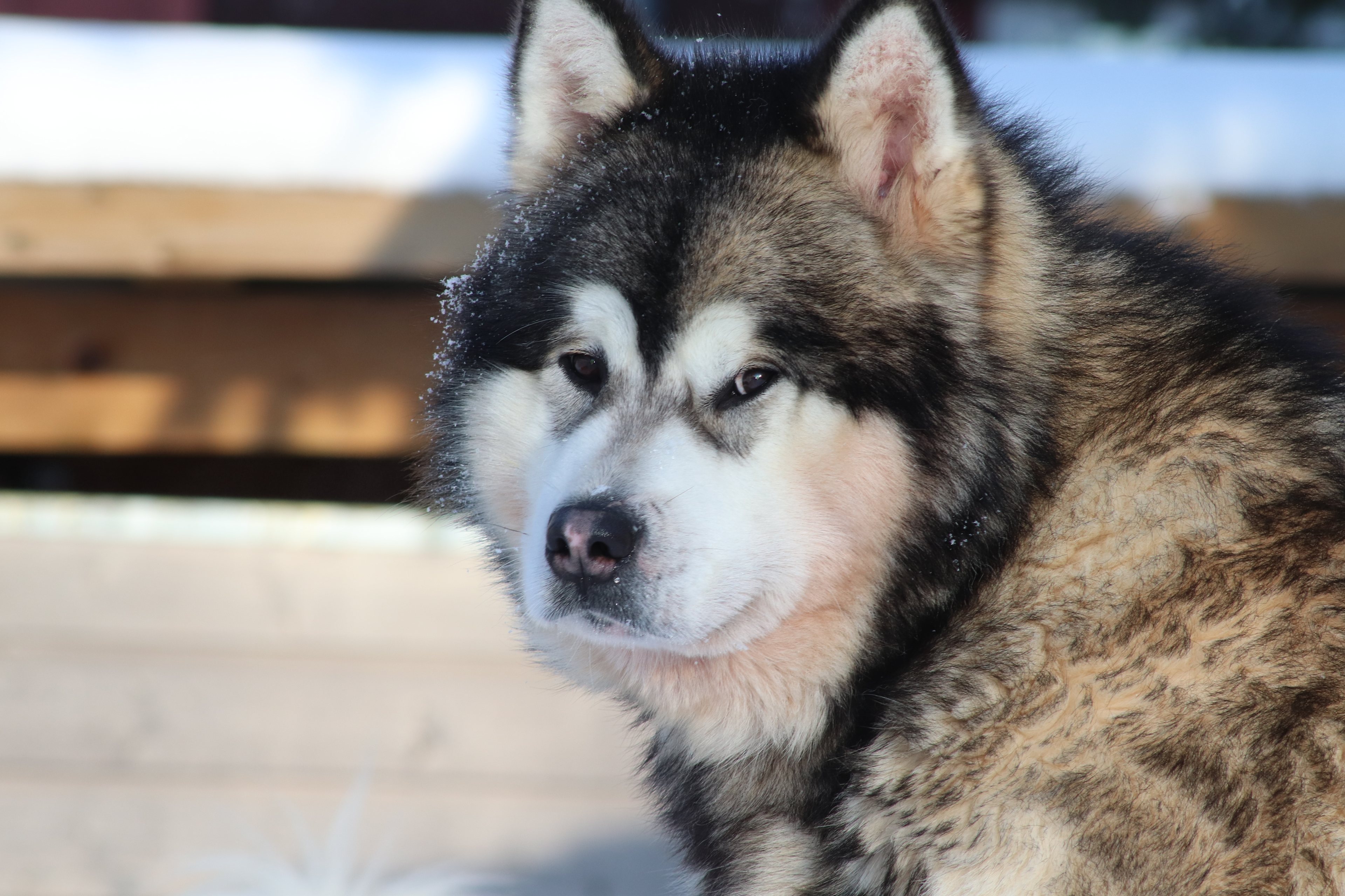 Rocky Wolf Ranch Ltd.