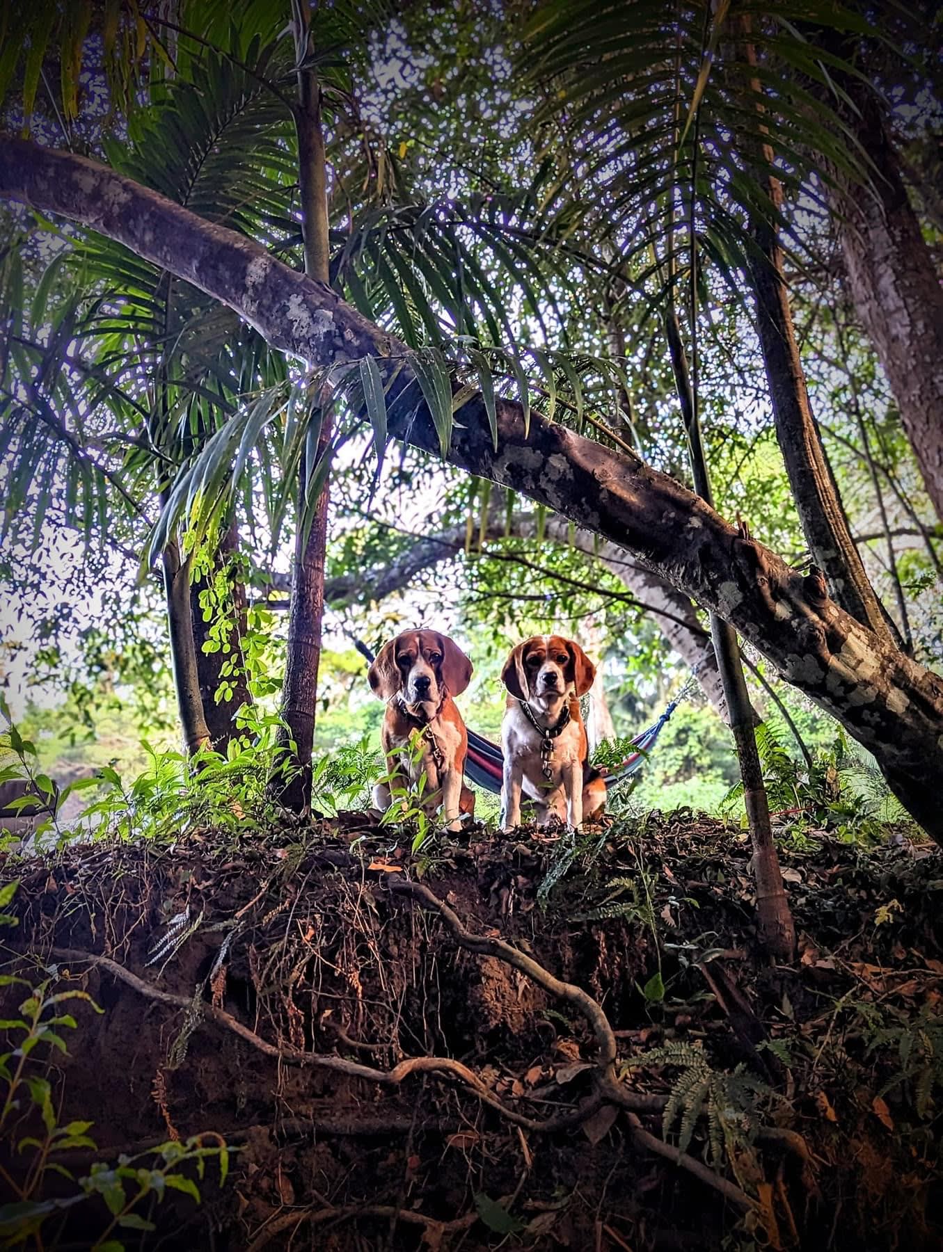 A Place To Call Home