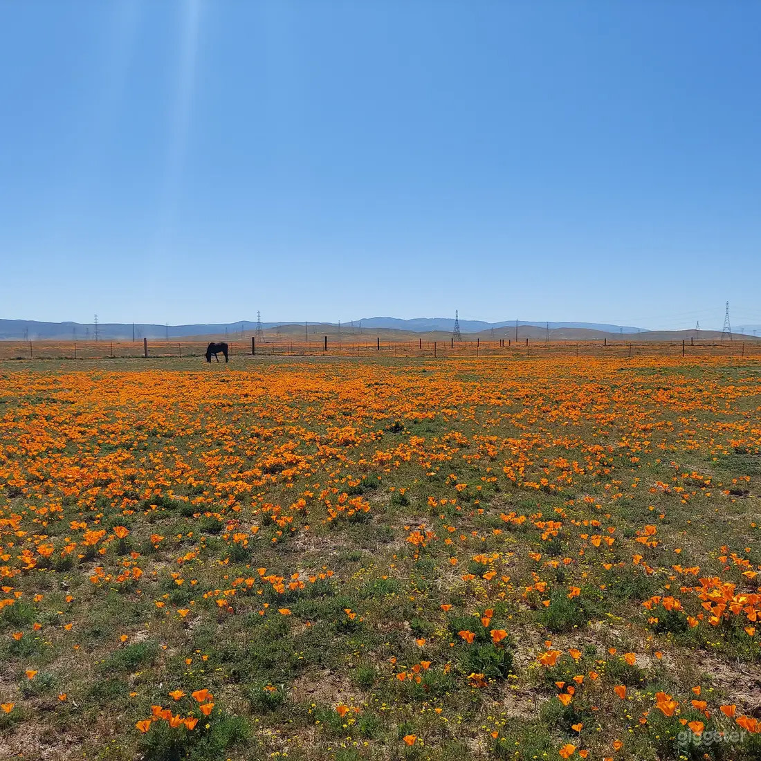 Serene Acres Endurance Horses