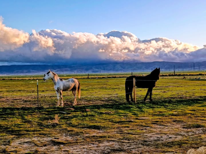 Serene Acres Endurance Horses