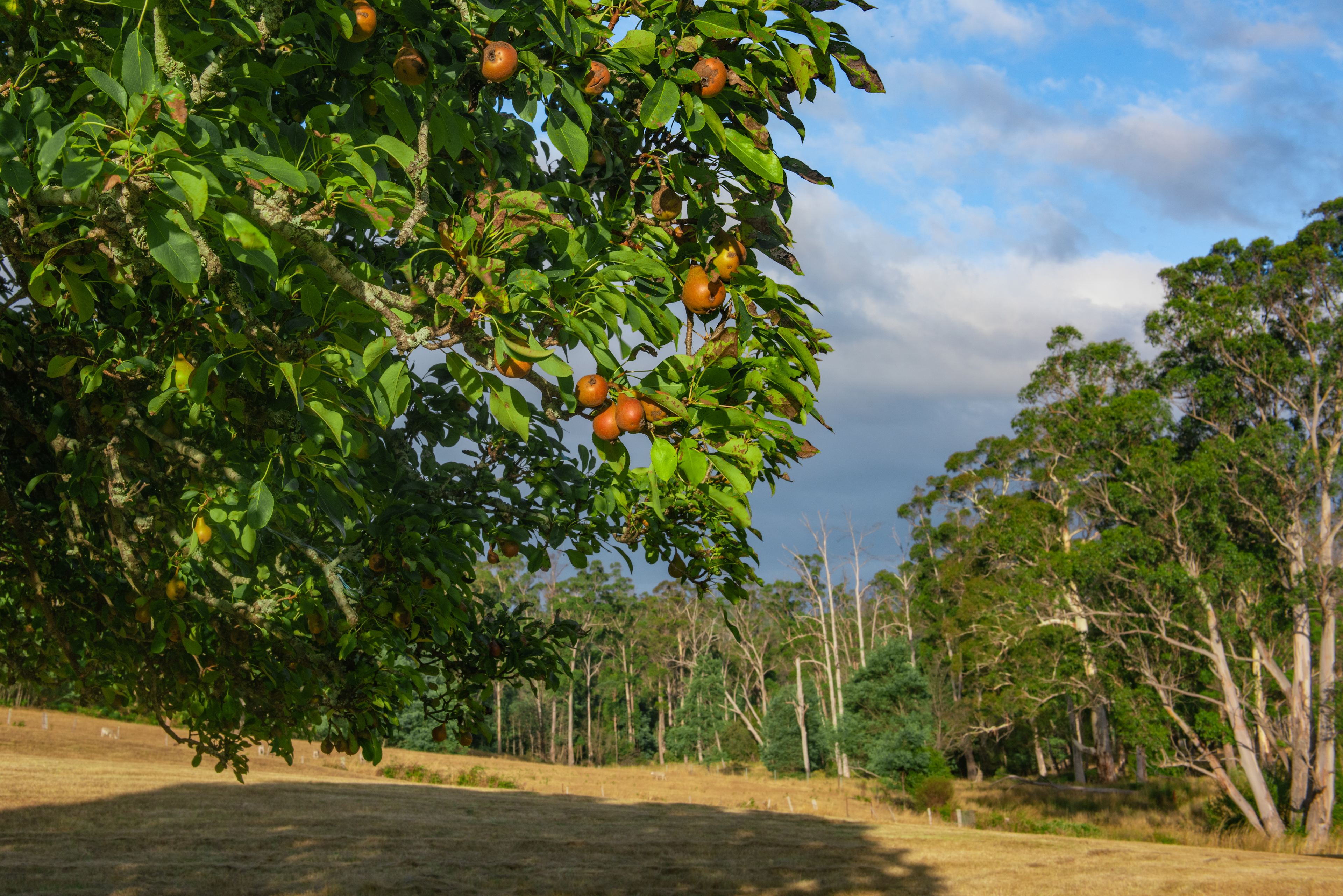 Pear Tree Paddock