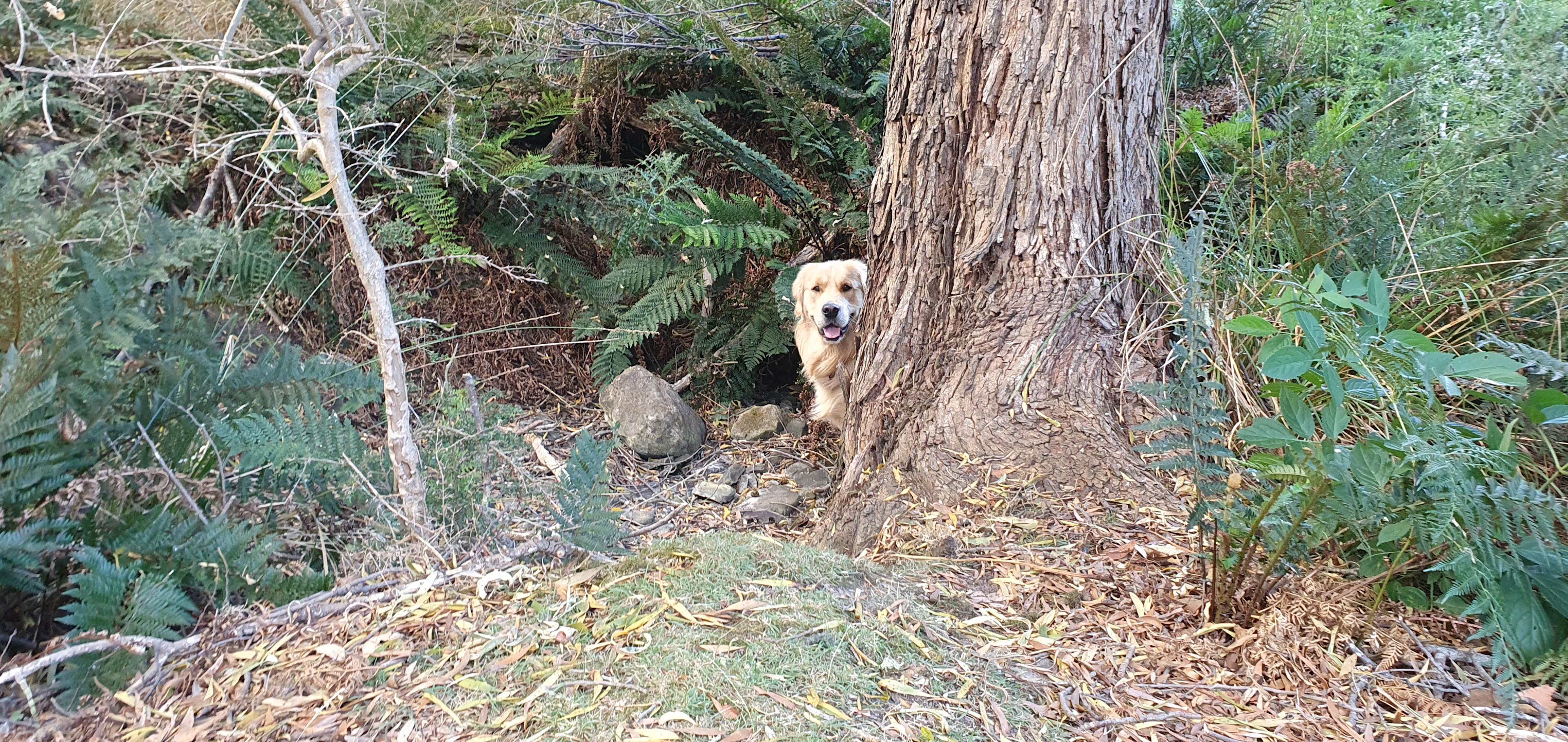 Our Golden (Freddy) living his best life! 