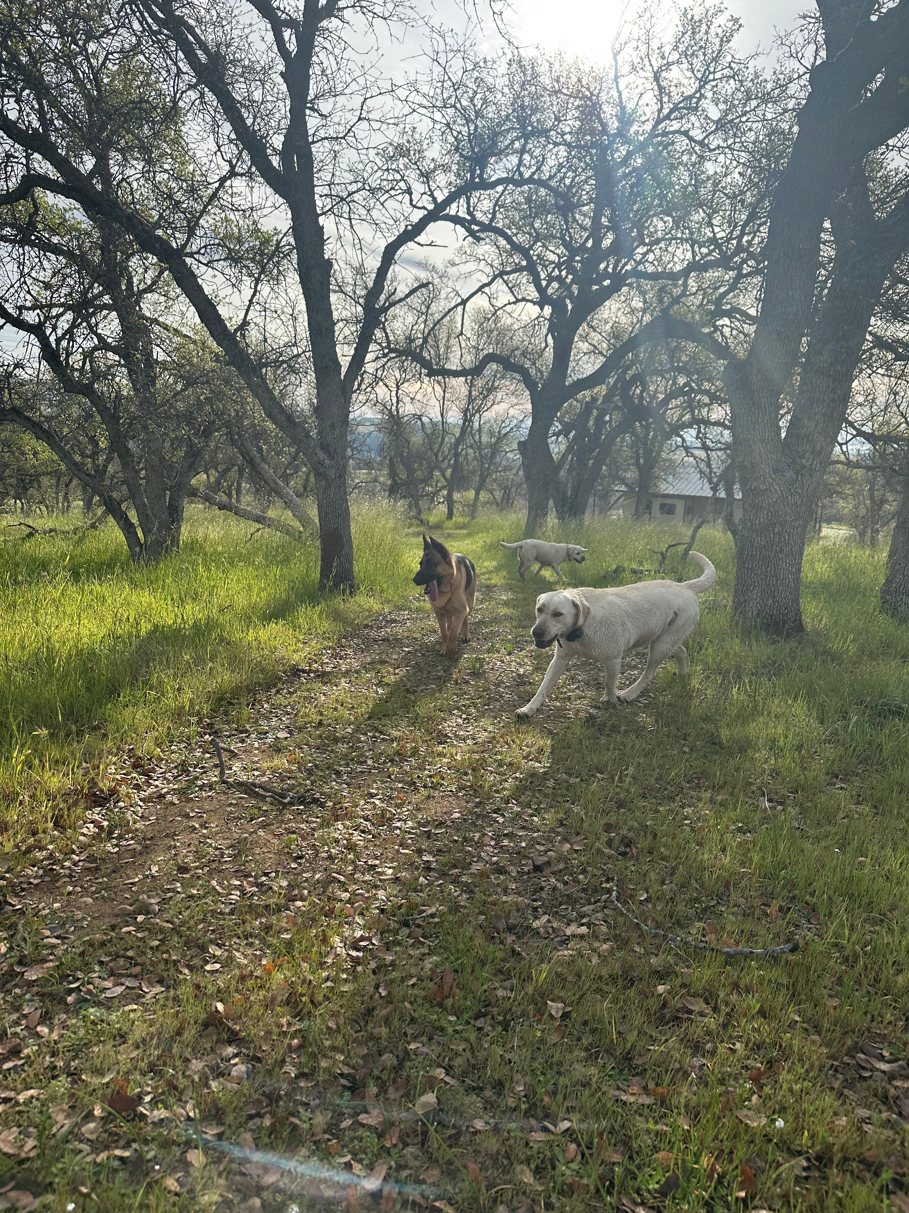 Glamor Camp at Varian Kennels