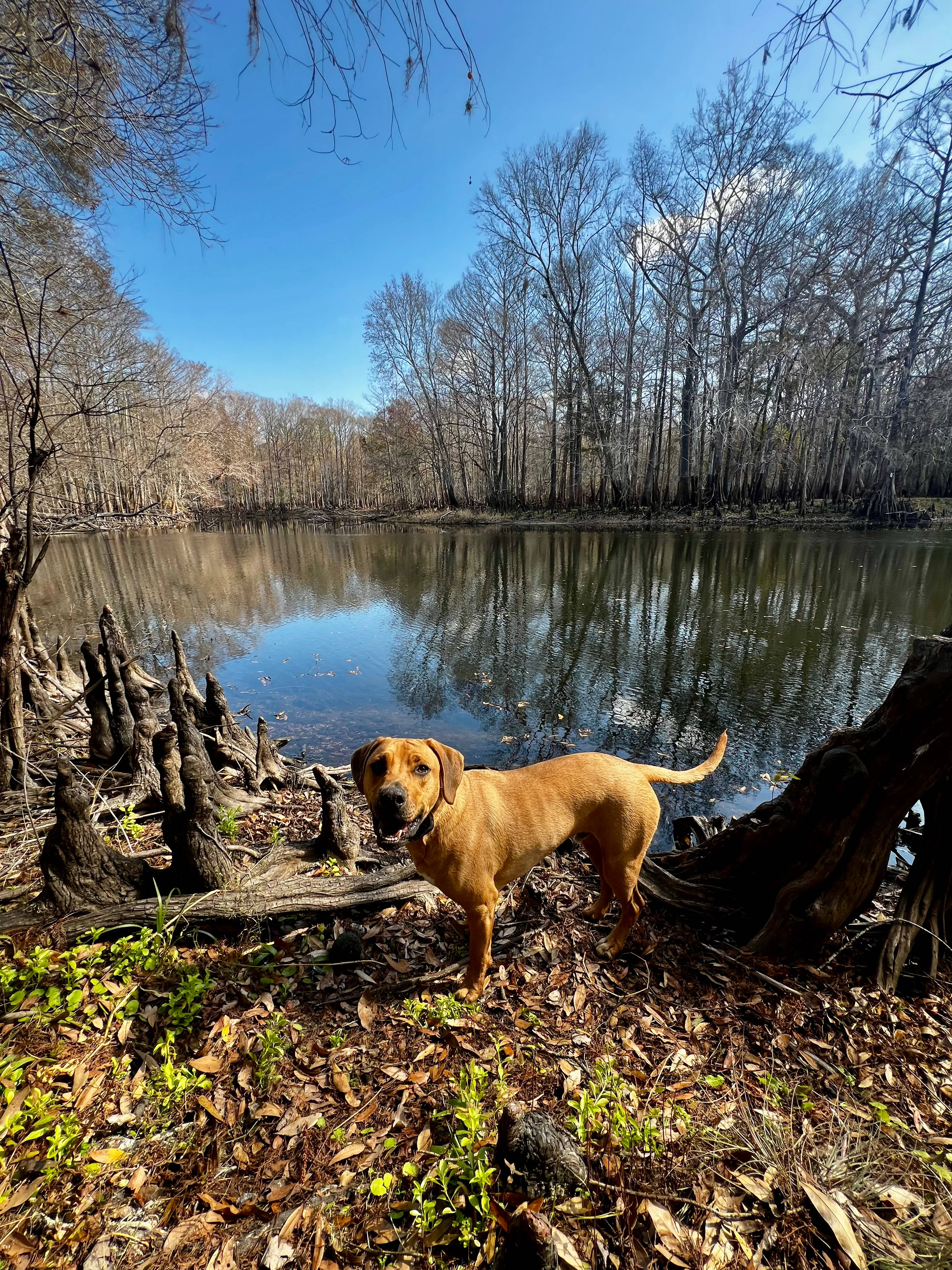 Primitive Island on Withlacoochee