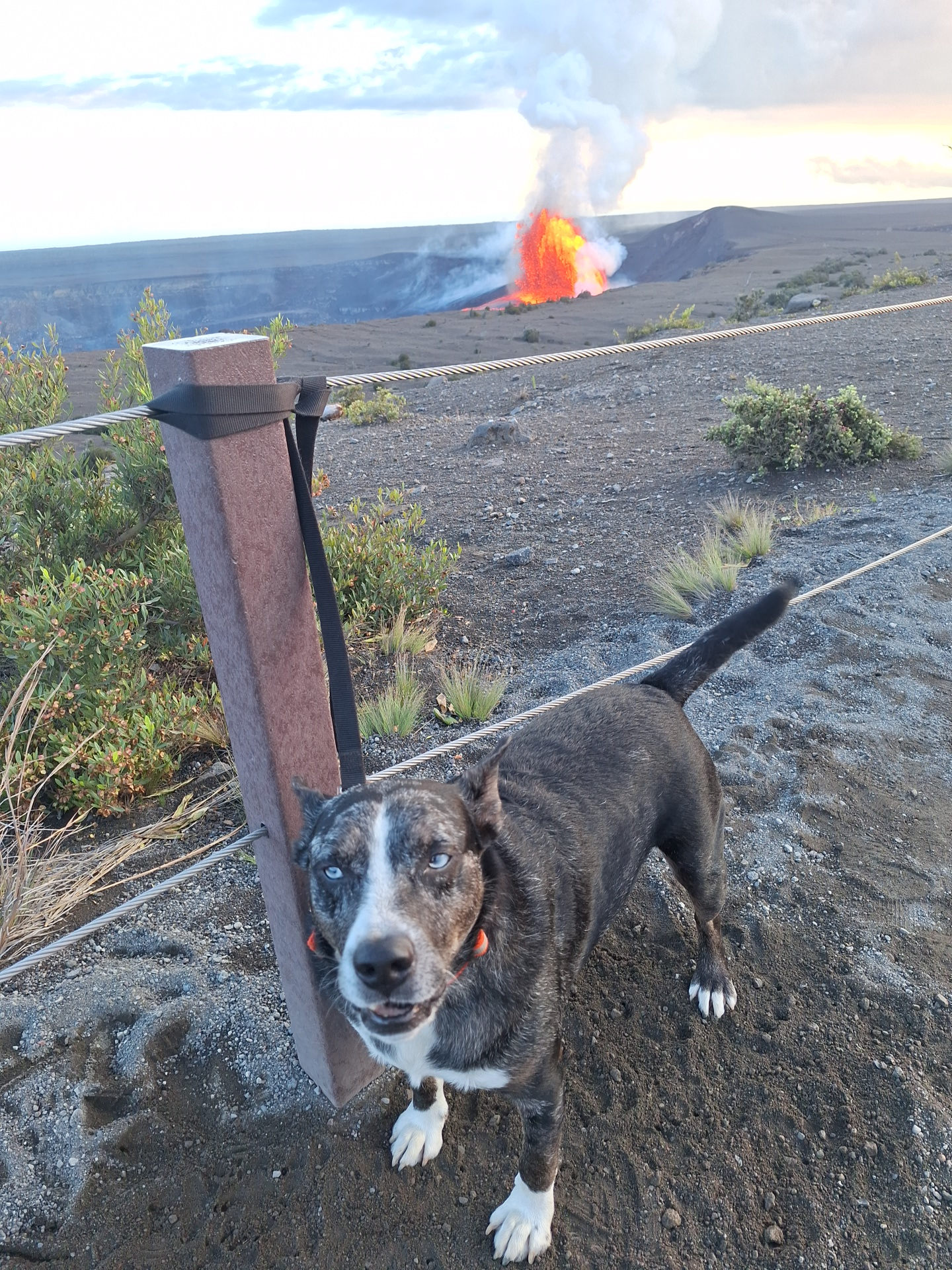 Rebel Rainforest Resort