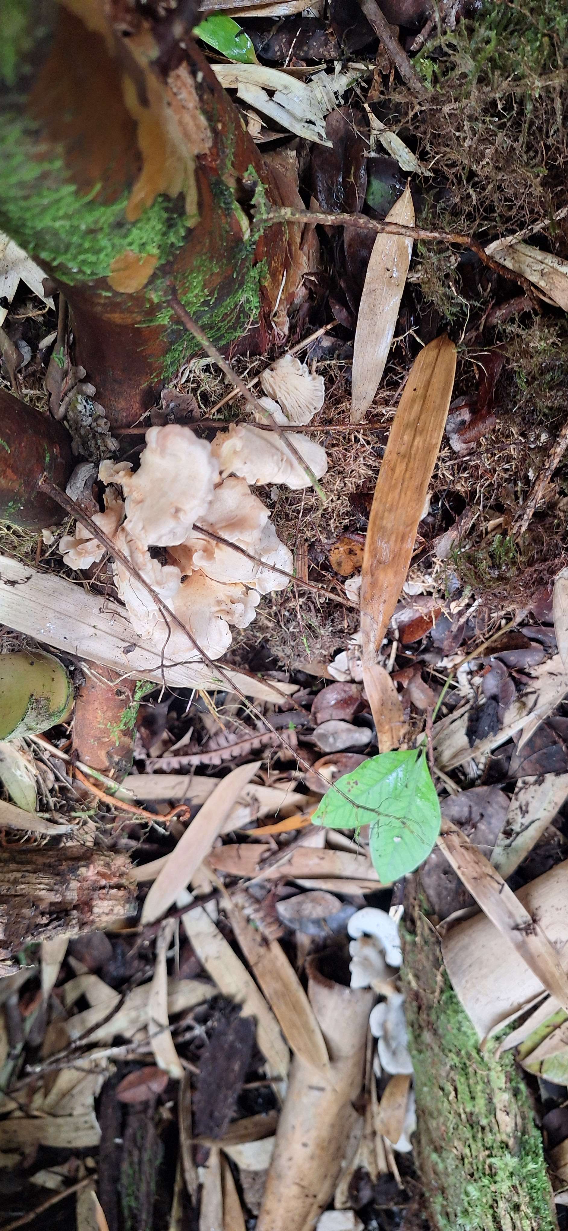 Rebel Rainforest Resort