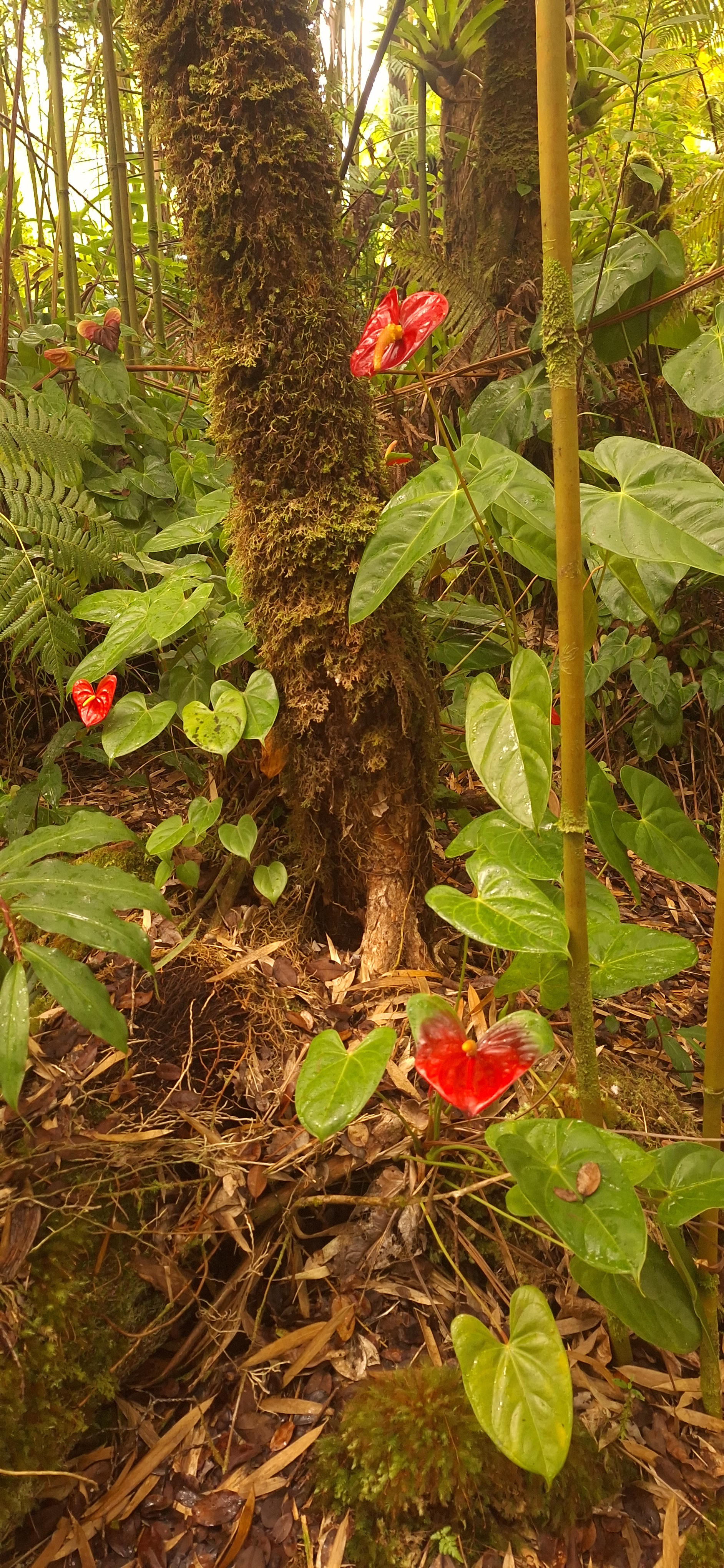 Rebel Rainforest Resort