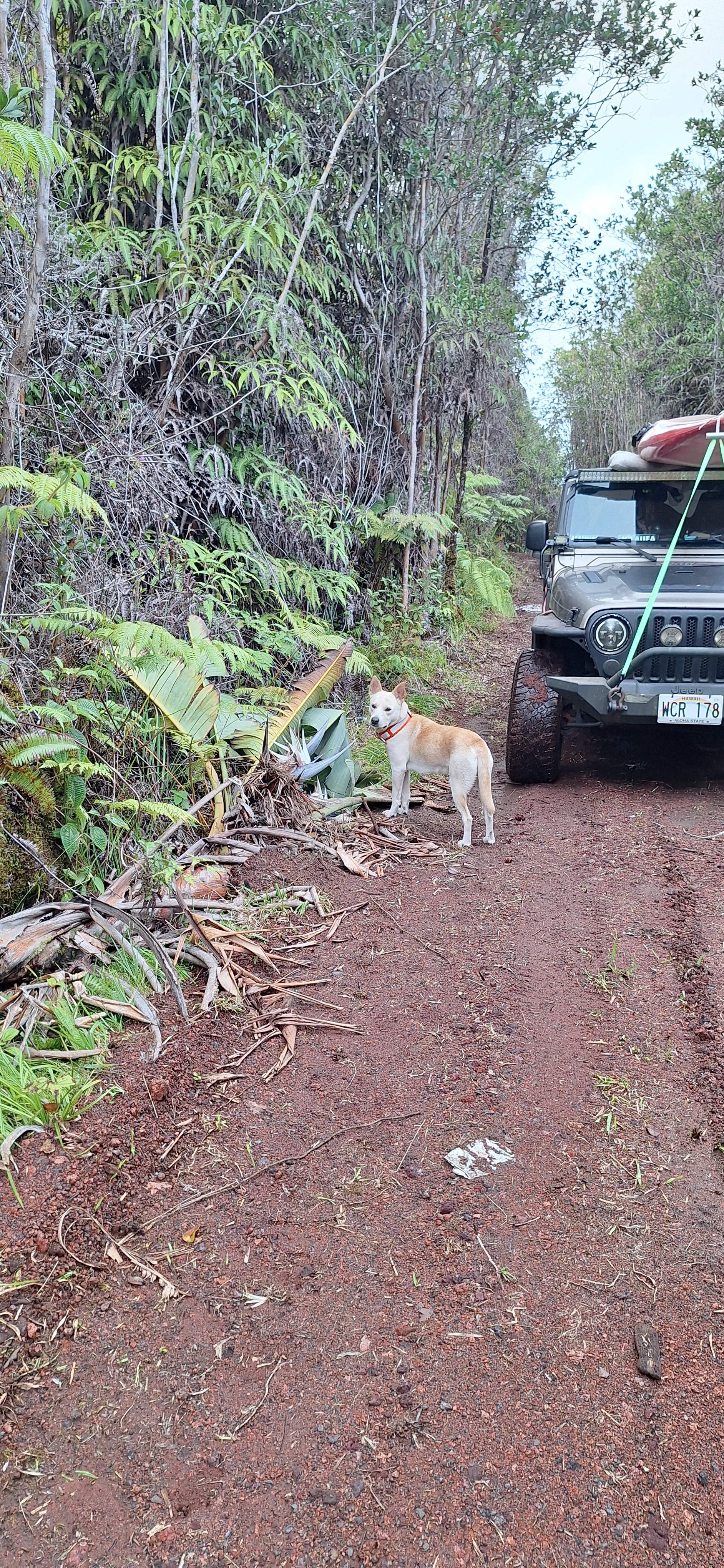 Rebel Rainforest Resort