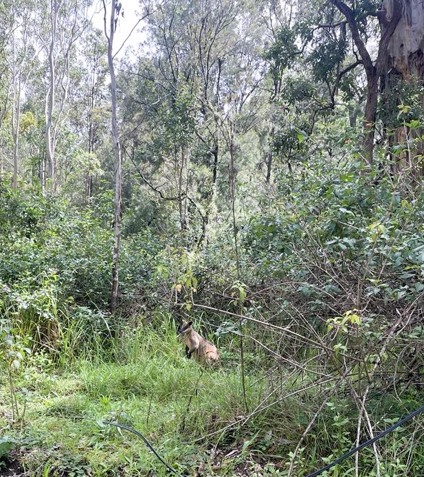 Flaggy Creek Caravan/Camping