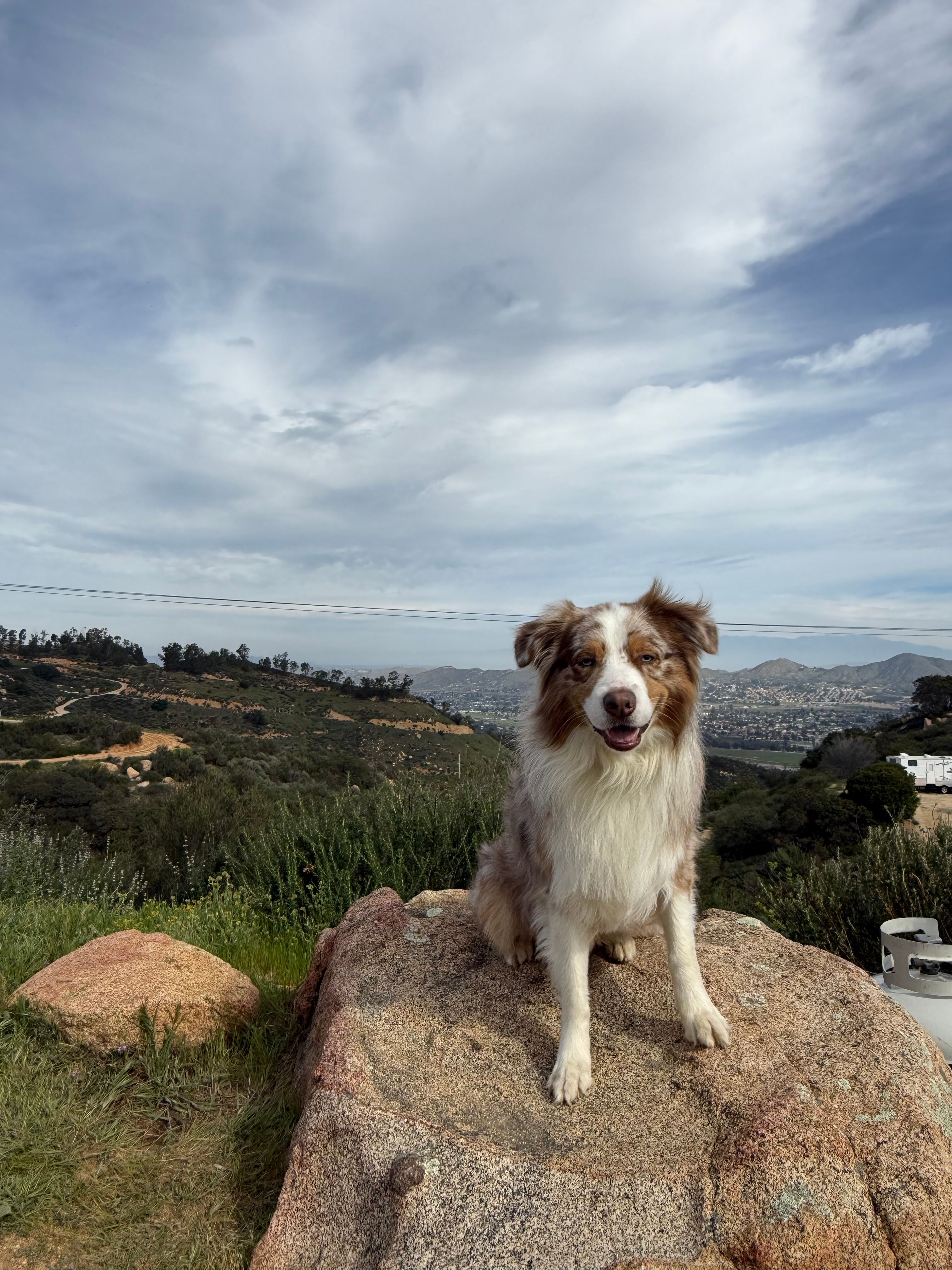 Zephyr Mountain Avocado Grove