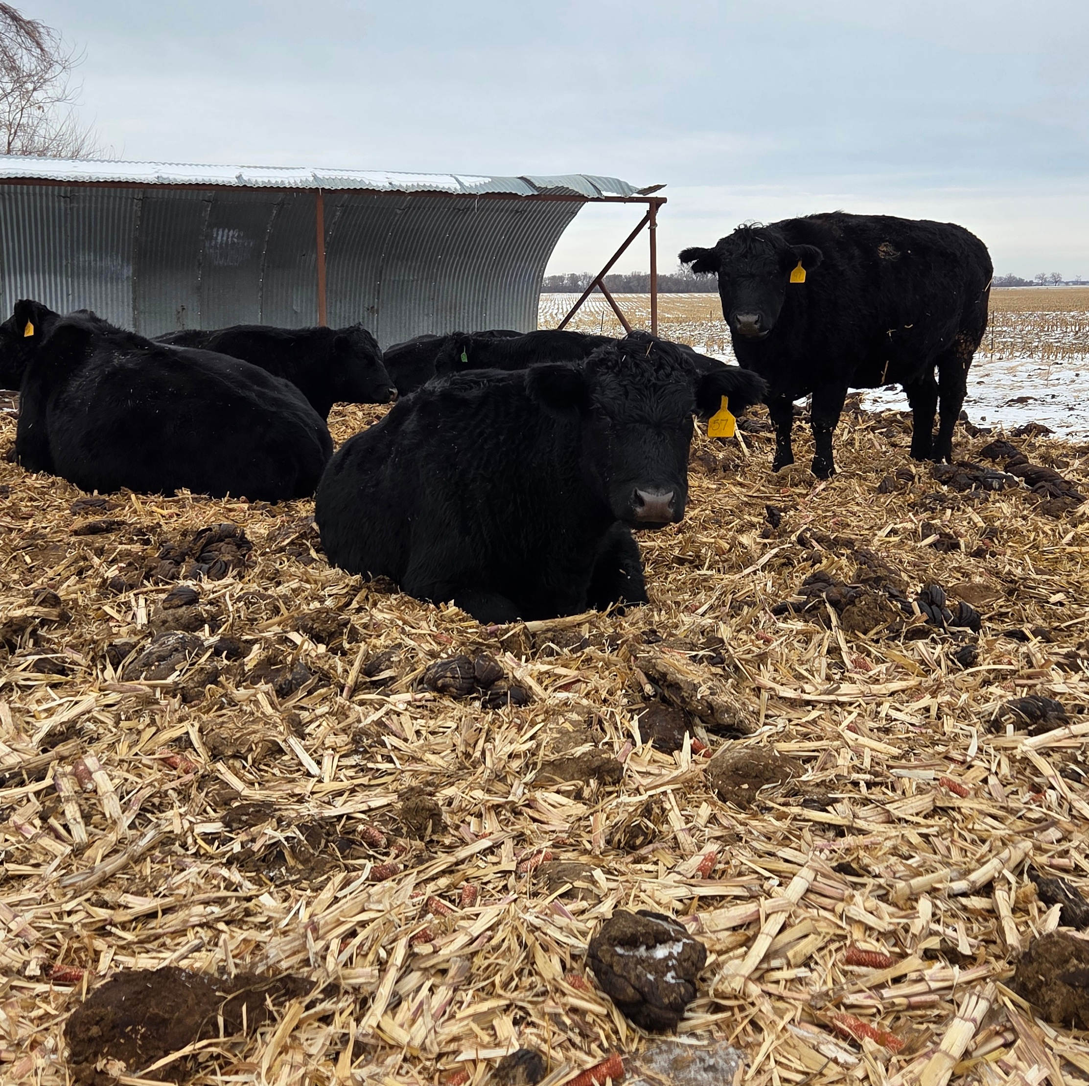 K Bar Beef Farm