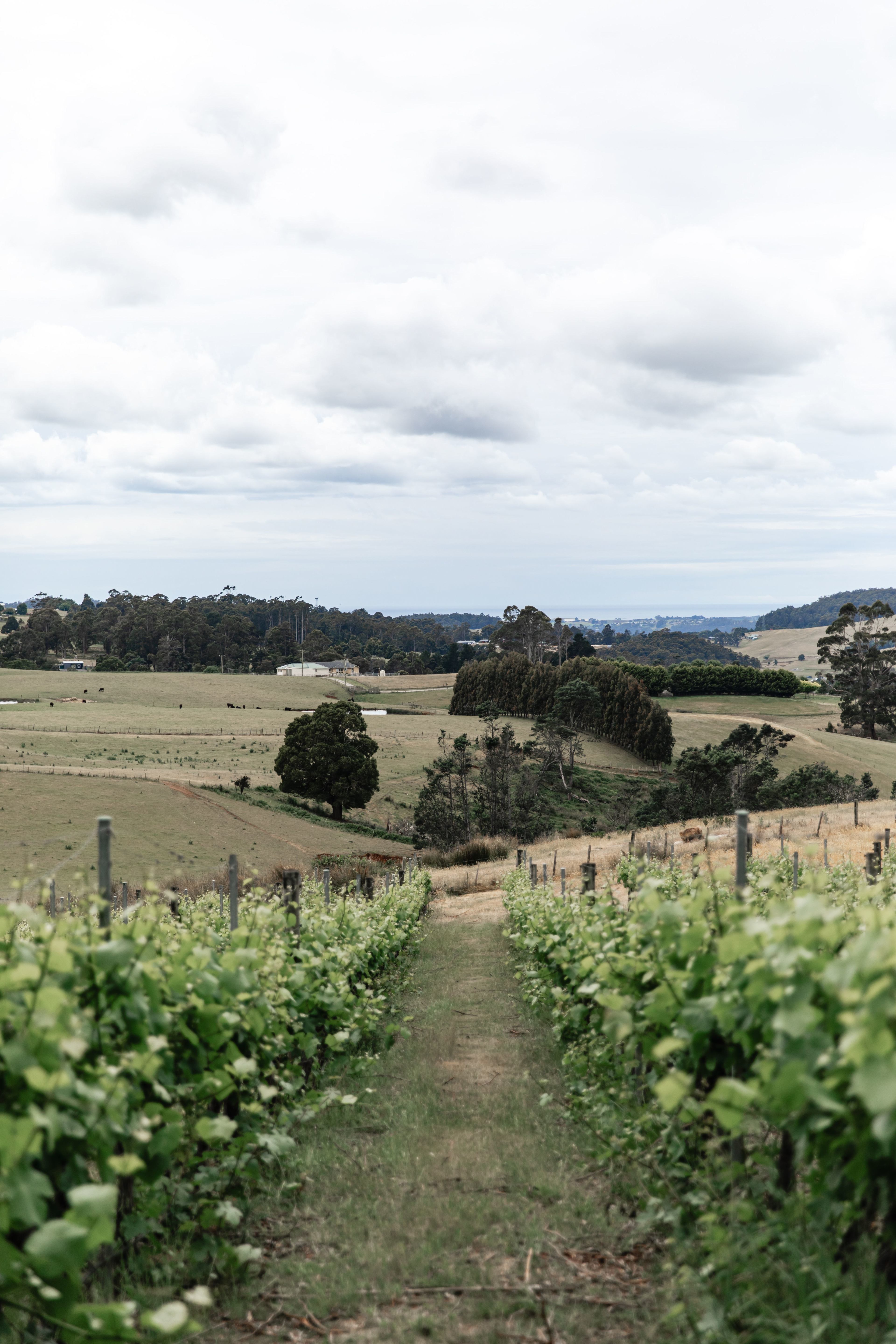 House of Hargrave Vineyard