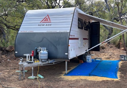 Evergreen Bush Stayz