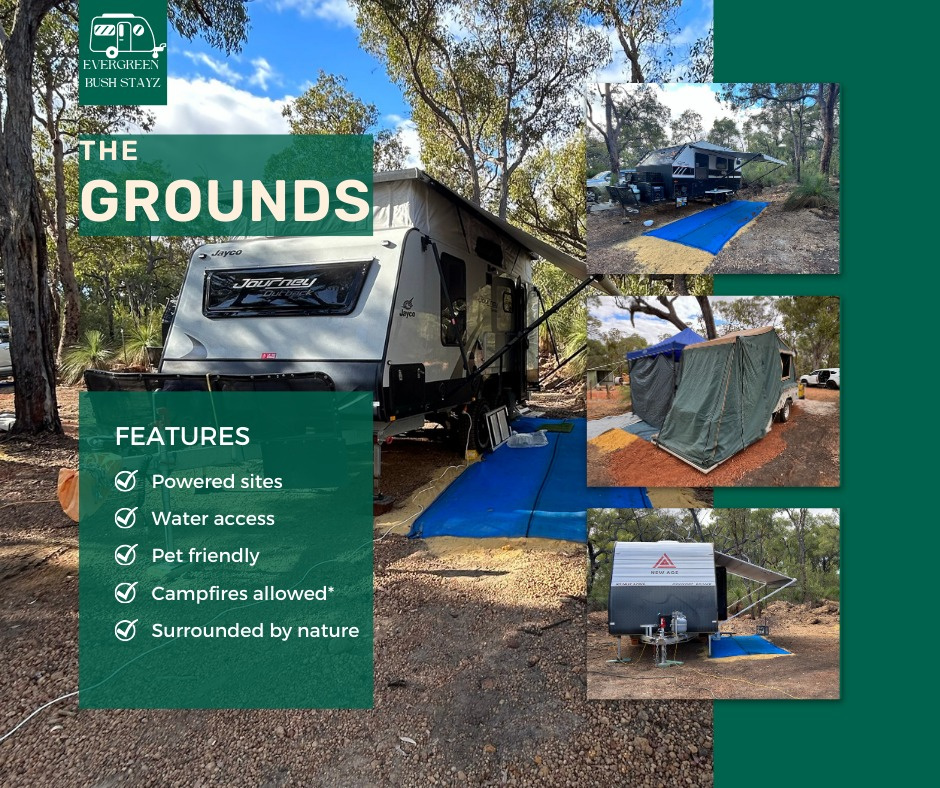 Evergreen Bush Stayz