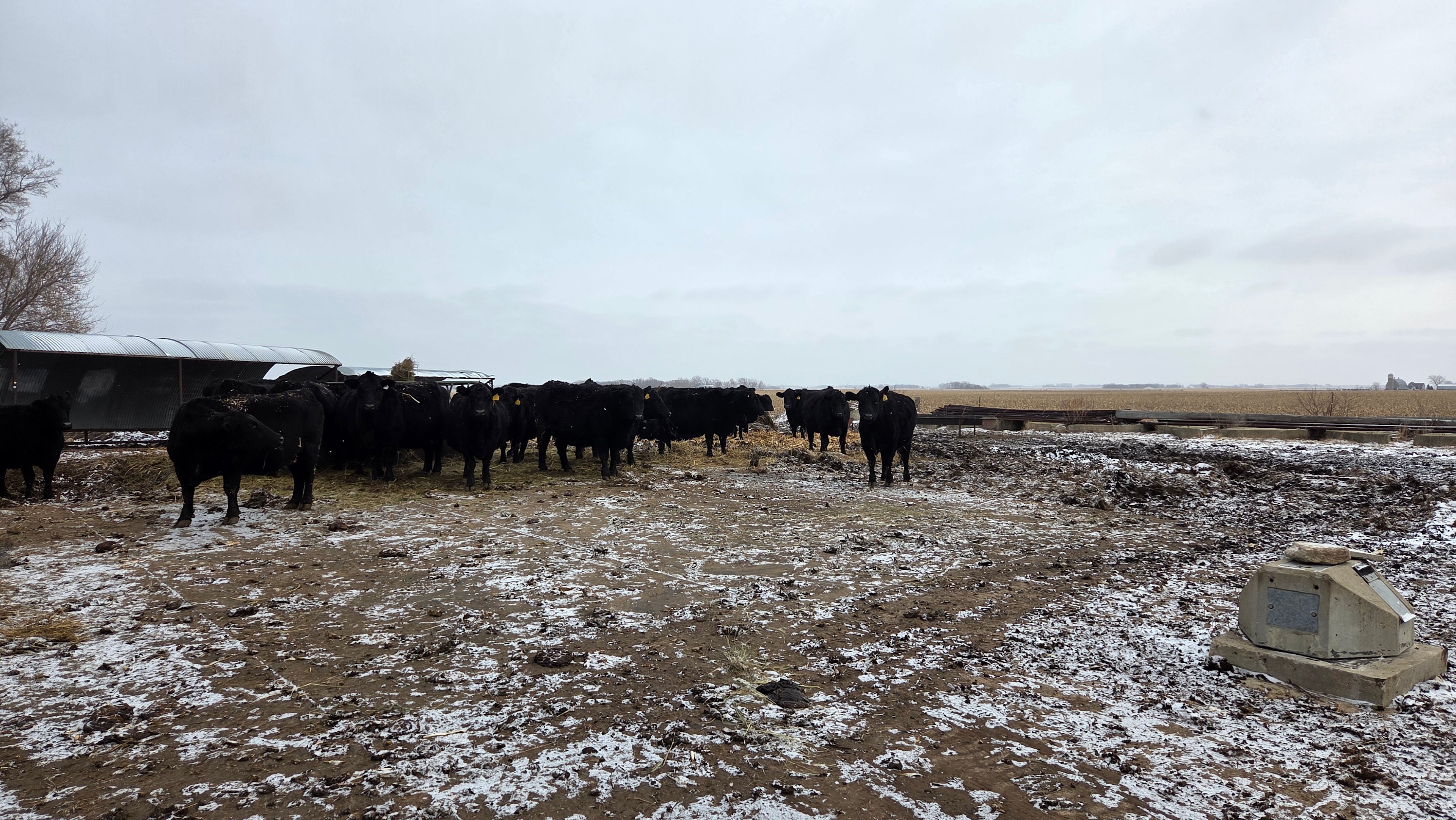 K Bar Beef Farm