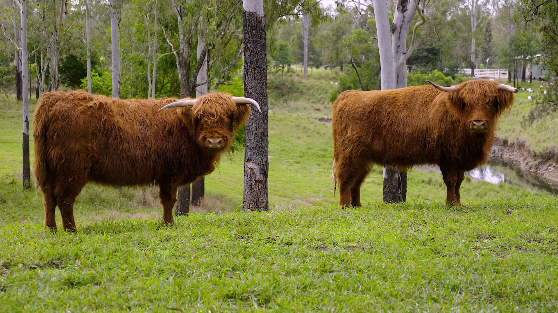 Rocky Creek Homestead