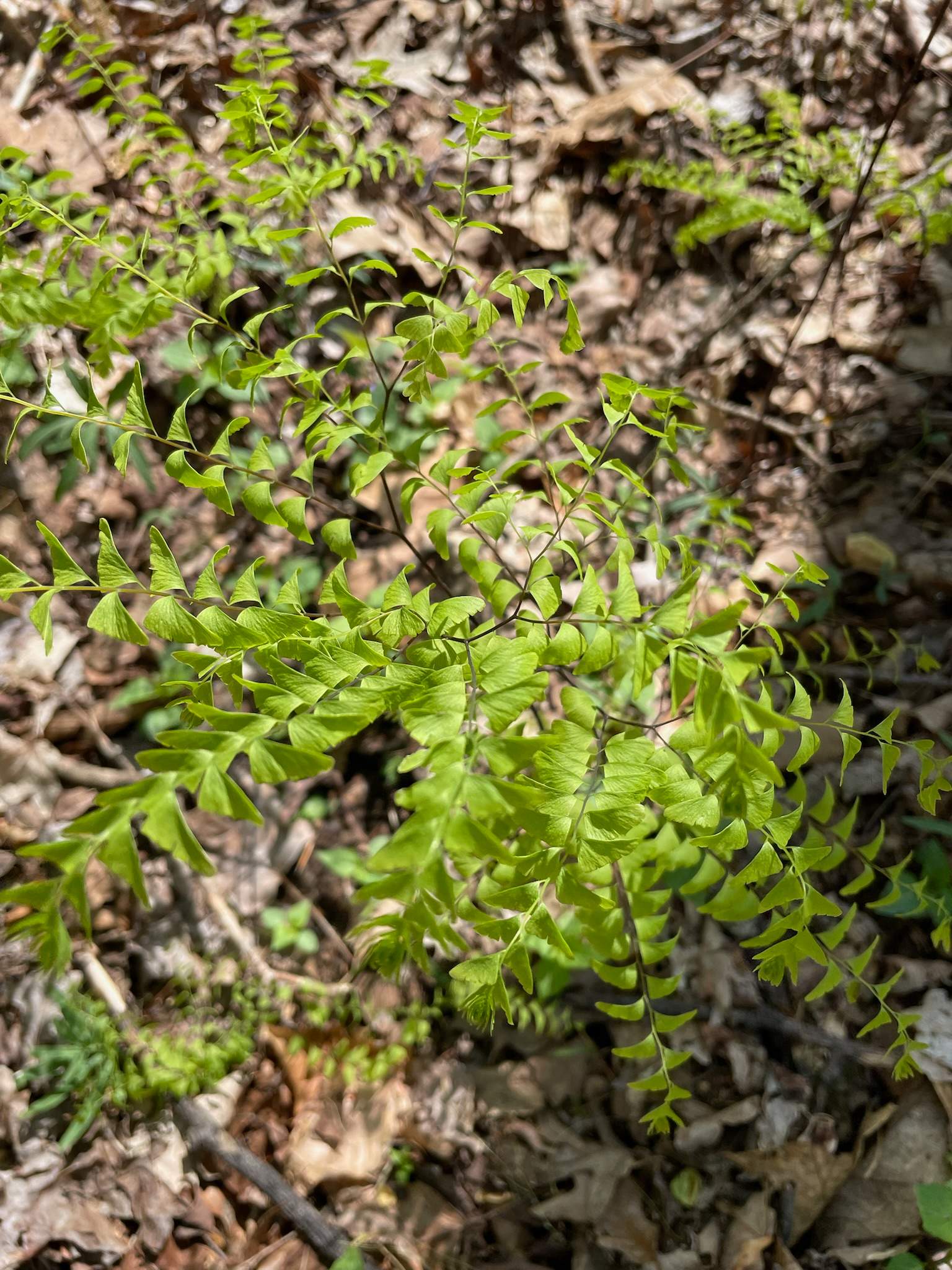 Hidden Forty at Monroe