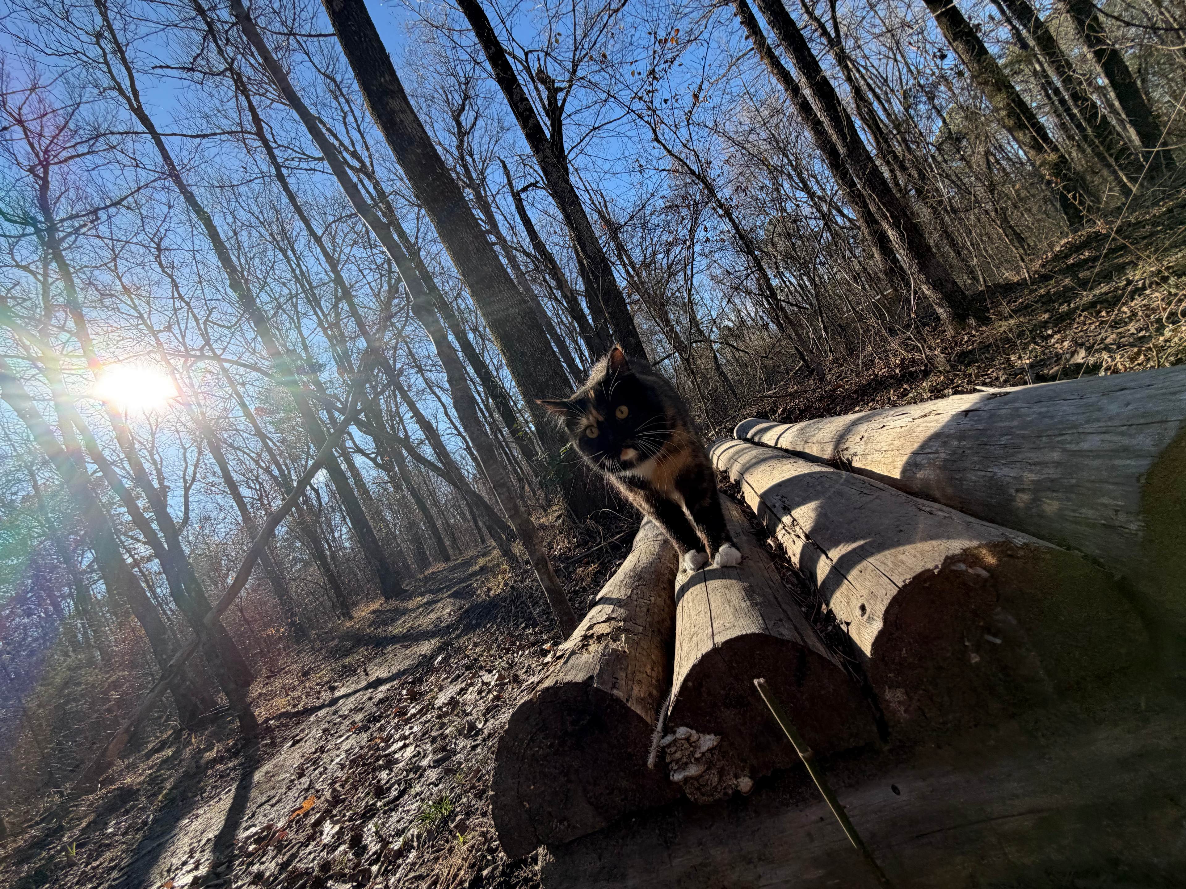 Ferngully Campground and Retreat