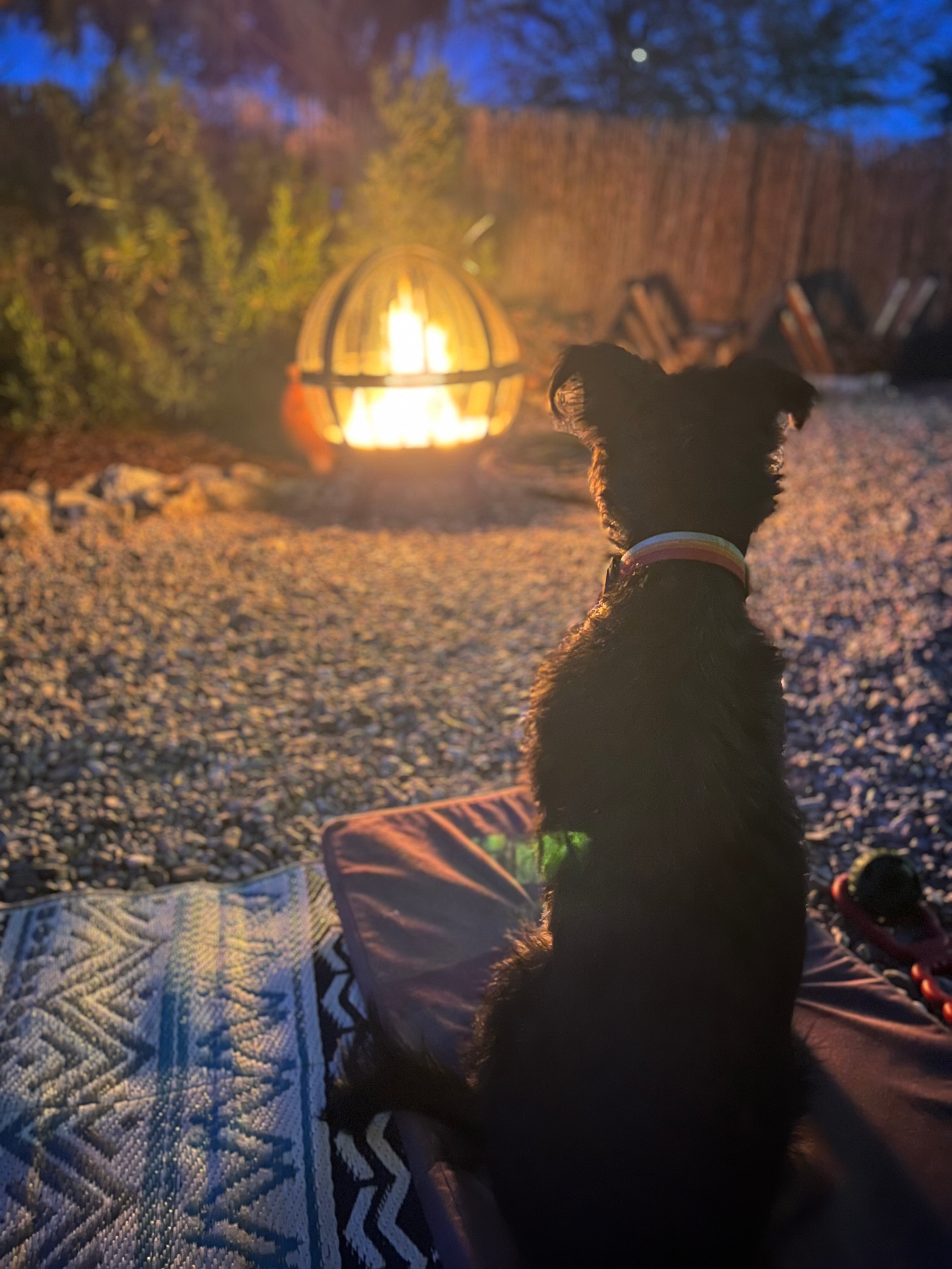Roadrunner Tucson Birds and Cacti