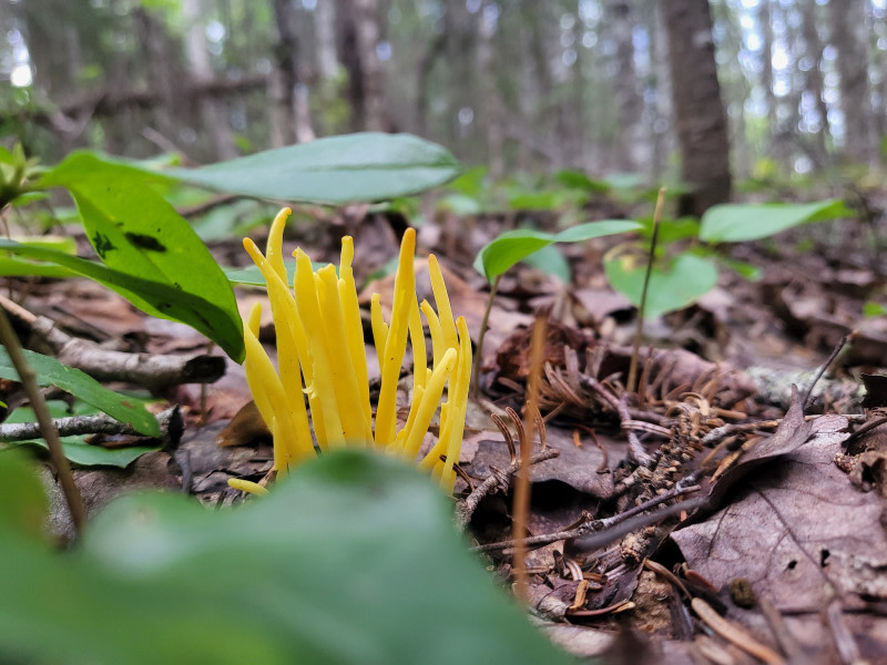 Floral & Farm Retreat