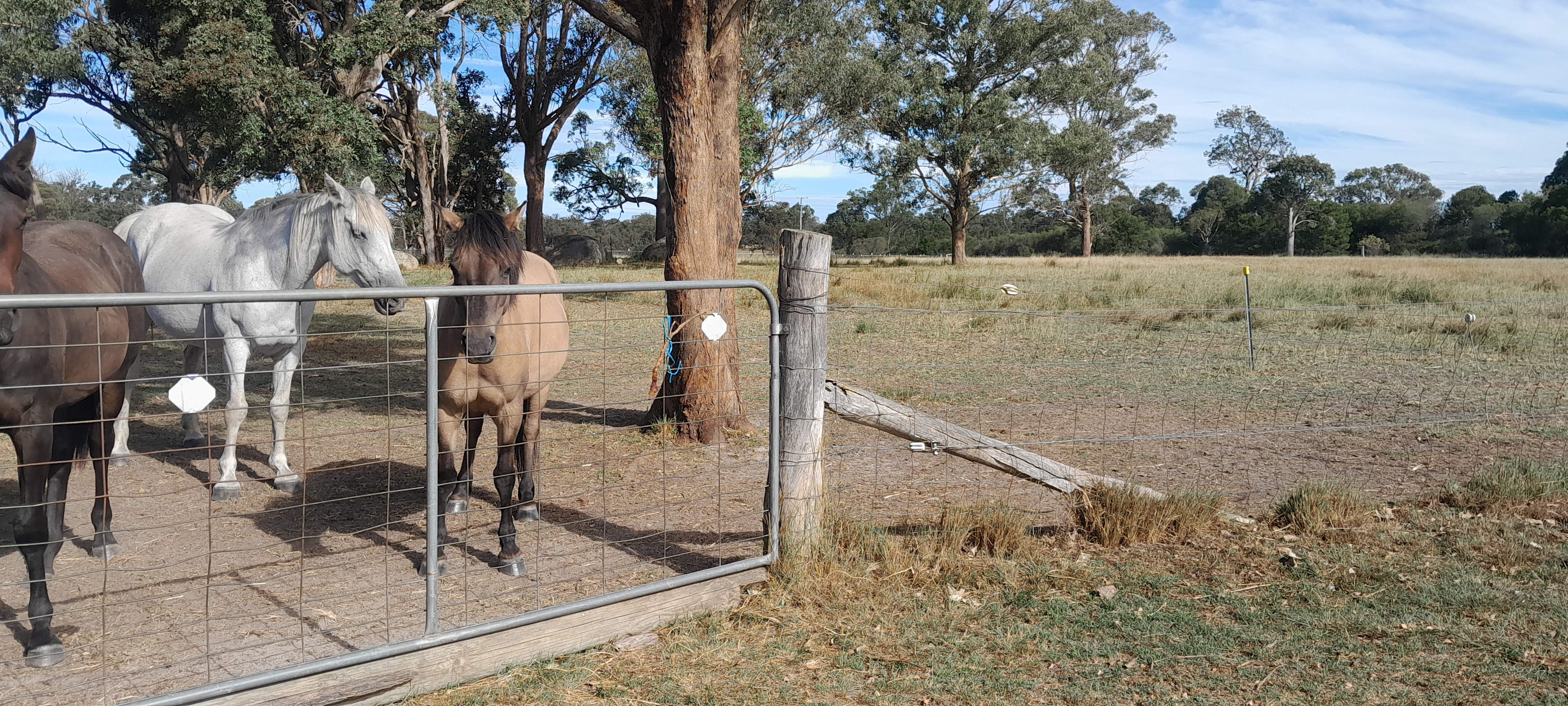 Isalie Homestead organic farm