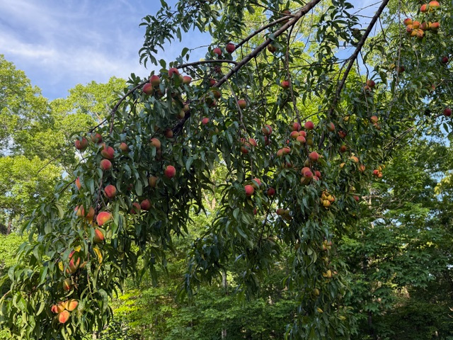 Adullam Stays - RV Sites + Suites