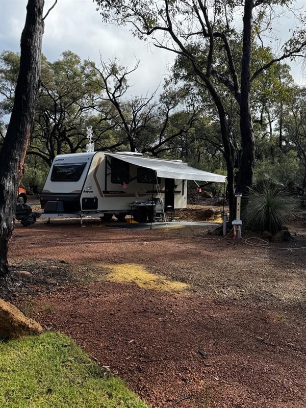 Evergreen Bush Stayz