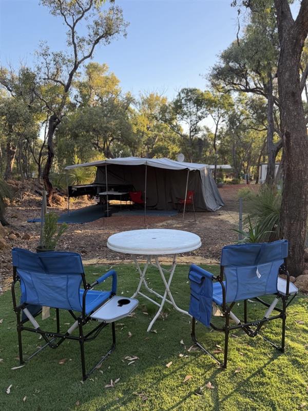 Evergreen Bush Stayz