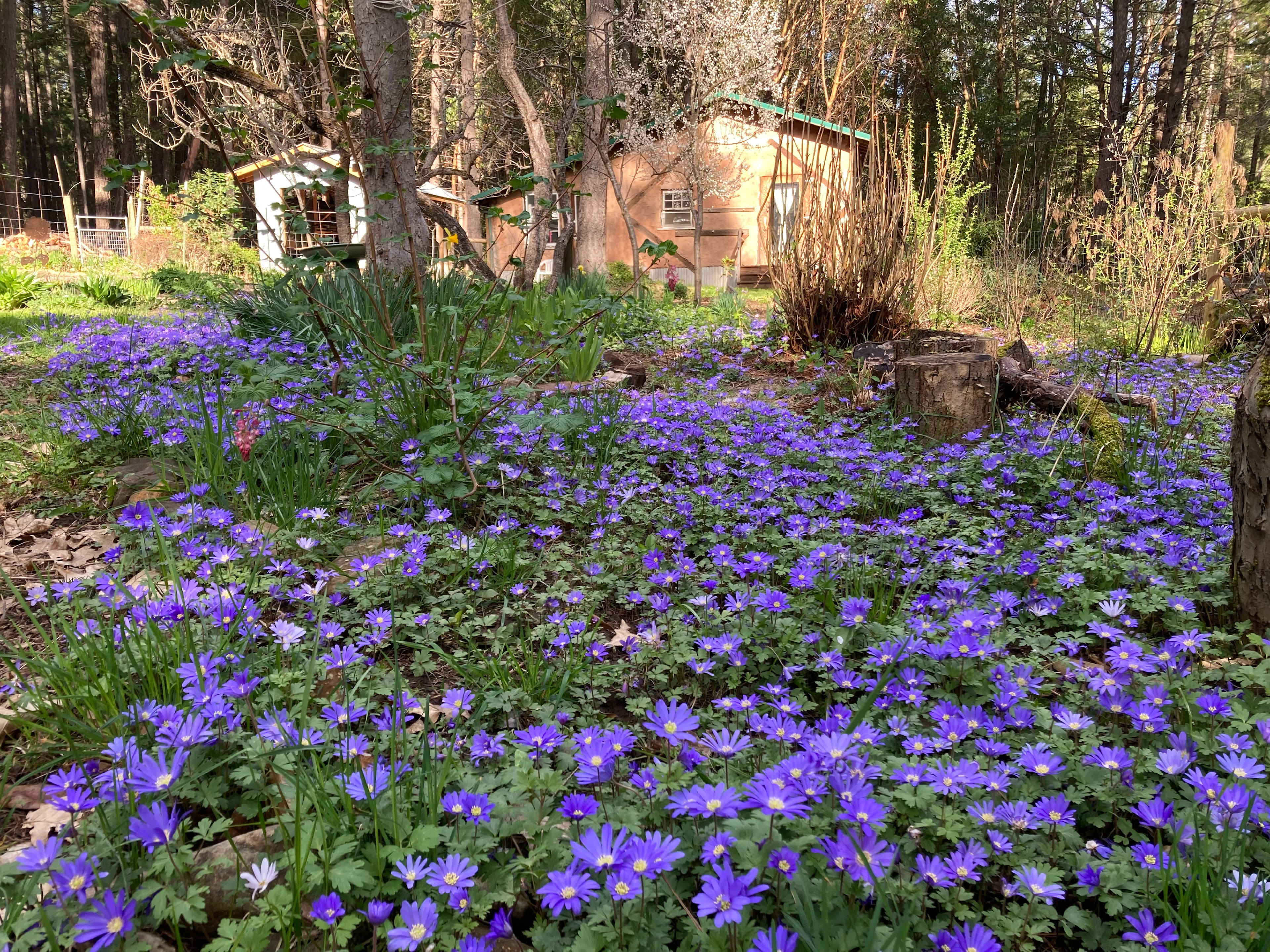 Straw Bale Artist Studio