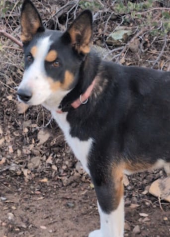 Peg's Place In The Pines