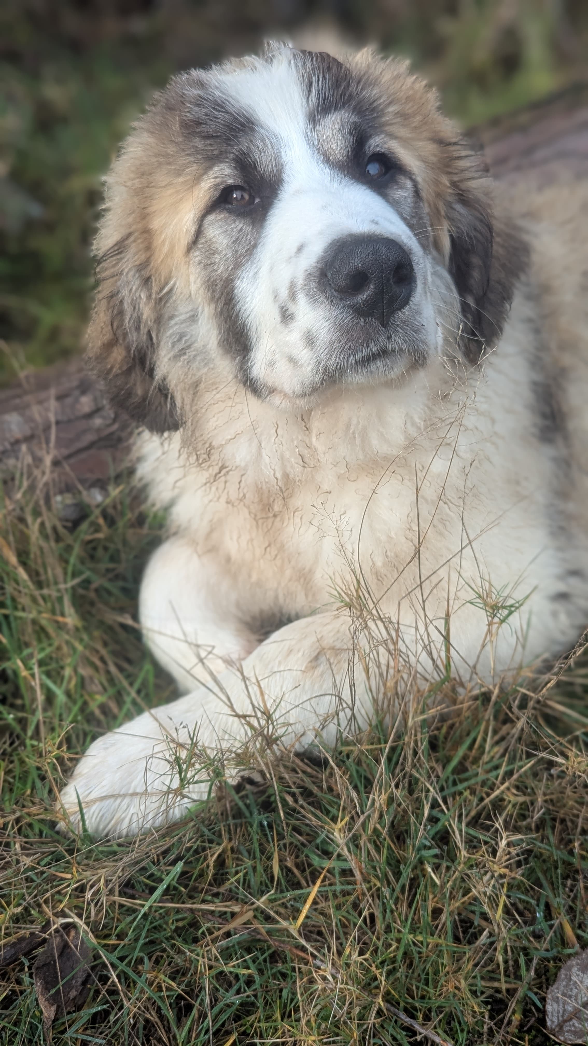 The Back Four at Dun Tun