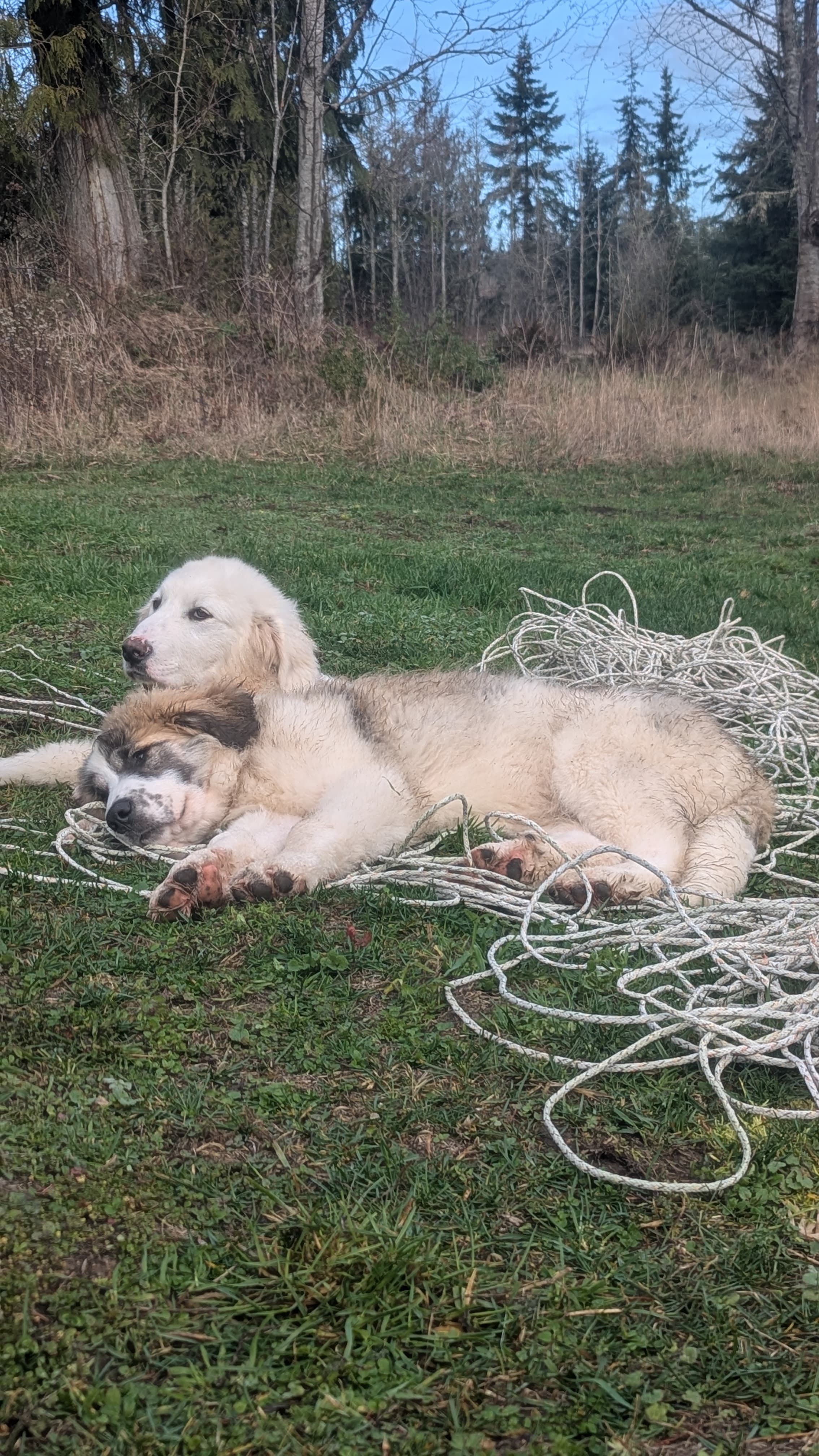 The Back Four at Dun Tun
