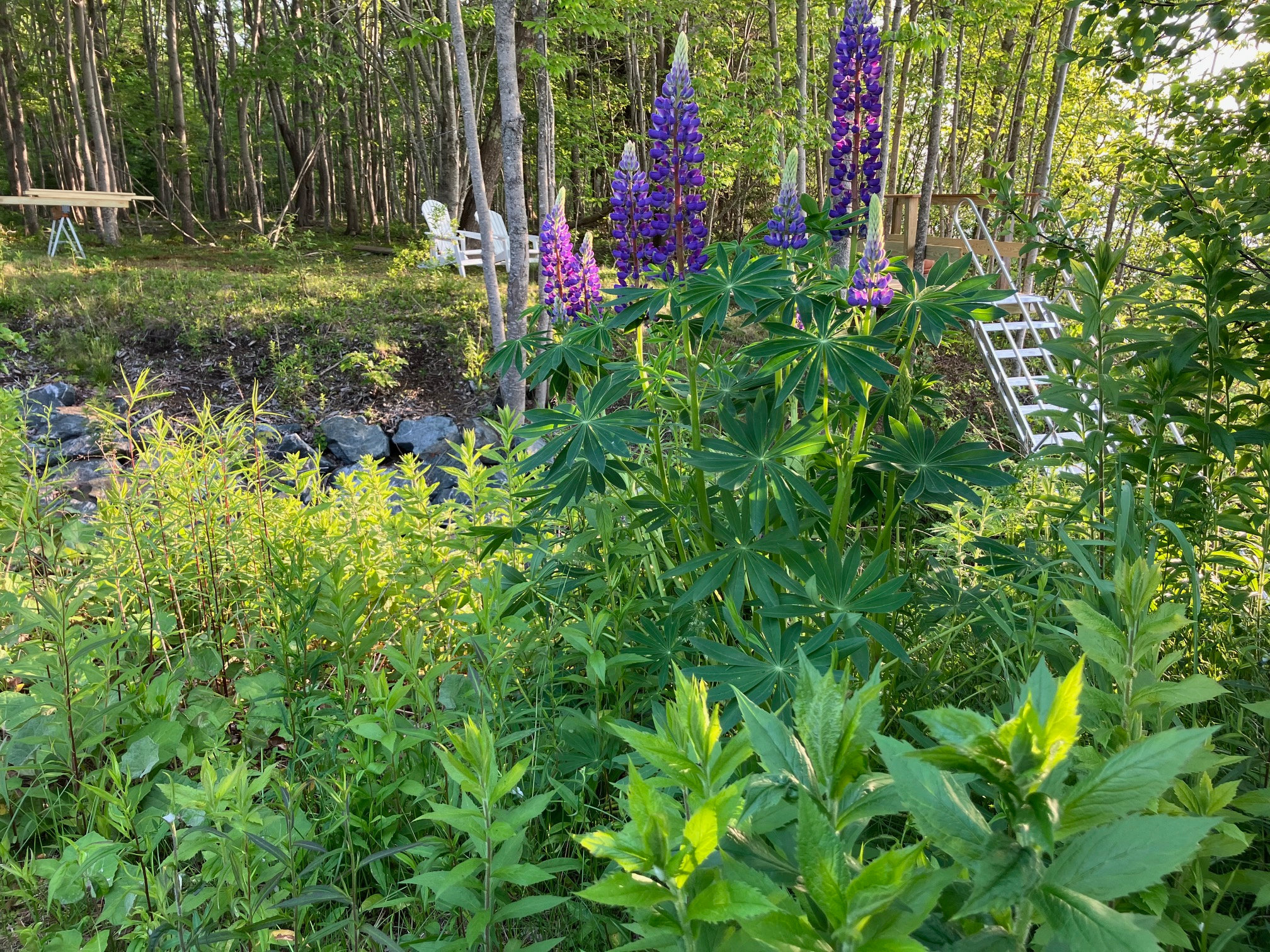 Surry Maine Studio by the Sea